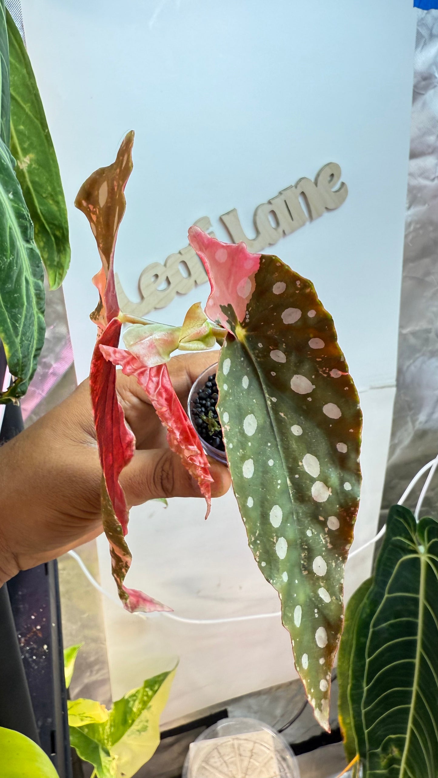 Begonia Maculata Pink Variegated