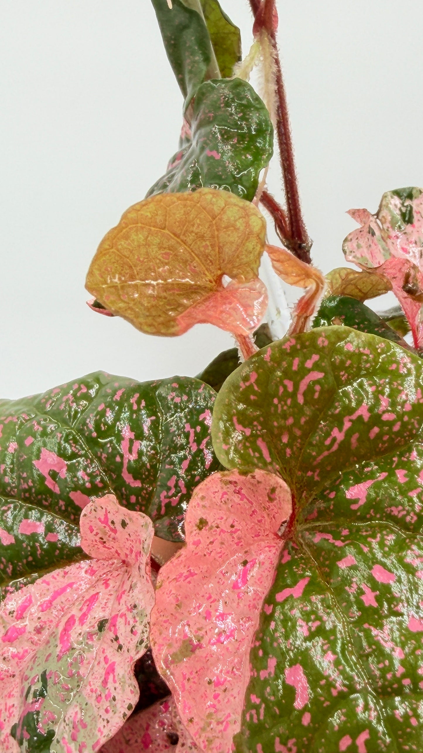 Piper Pink Sp Nabire Papua Variegated - 2 plants in pot - Exact Plant