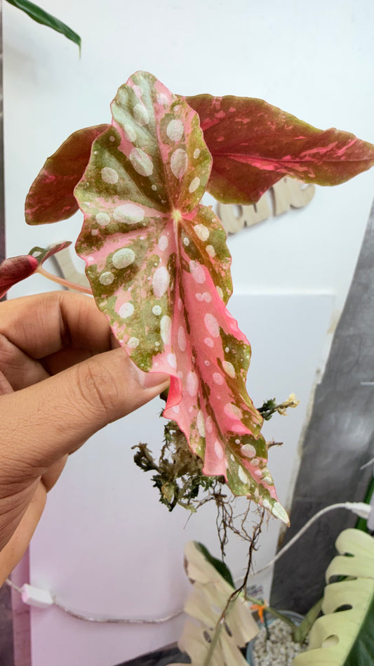 Begonia Maculata Pink Variegated