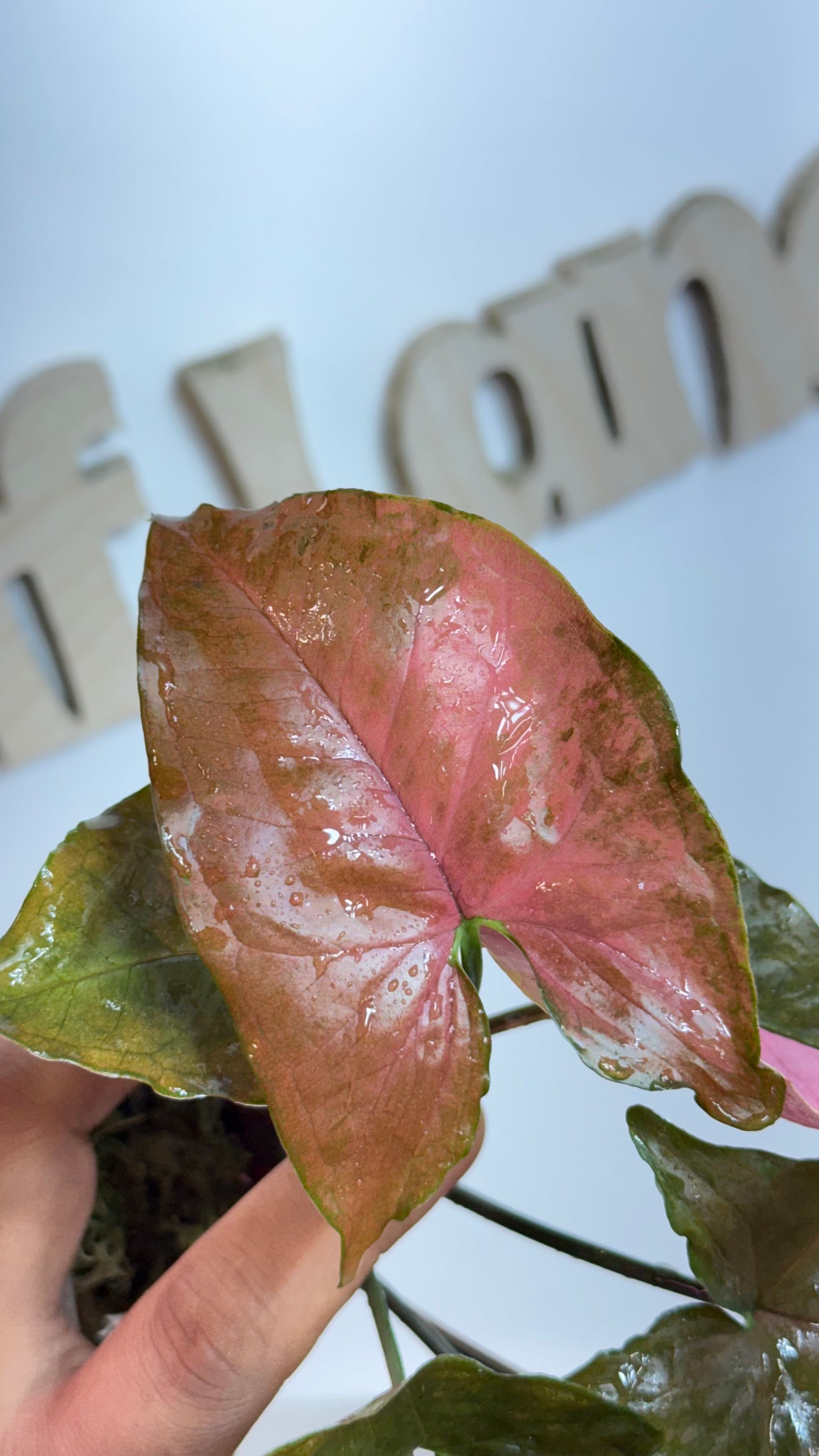 Syngonium 'Maria Allusion' Variegated