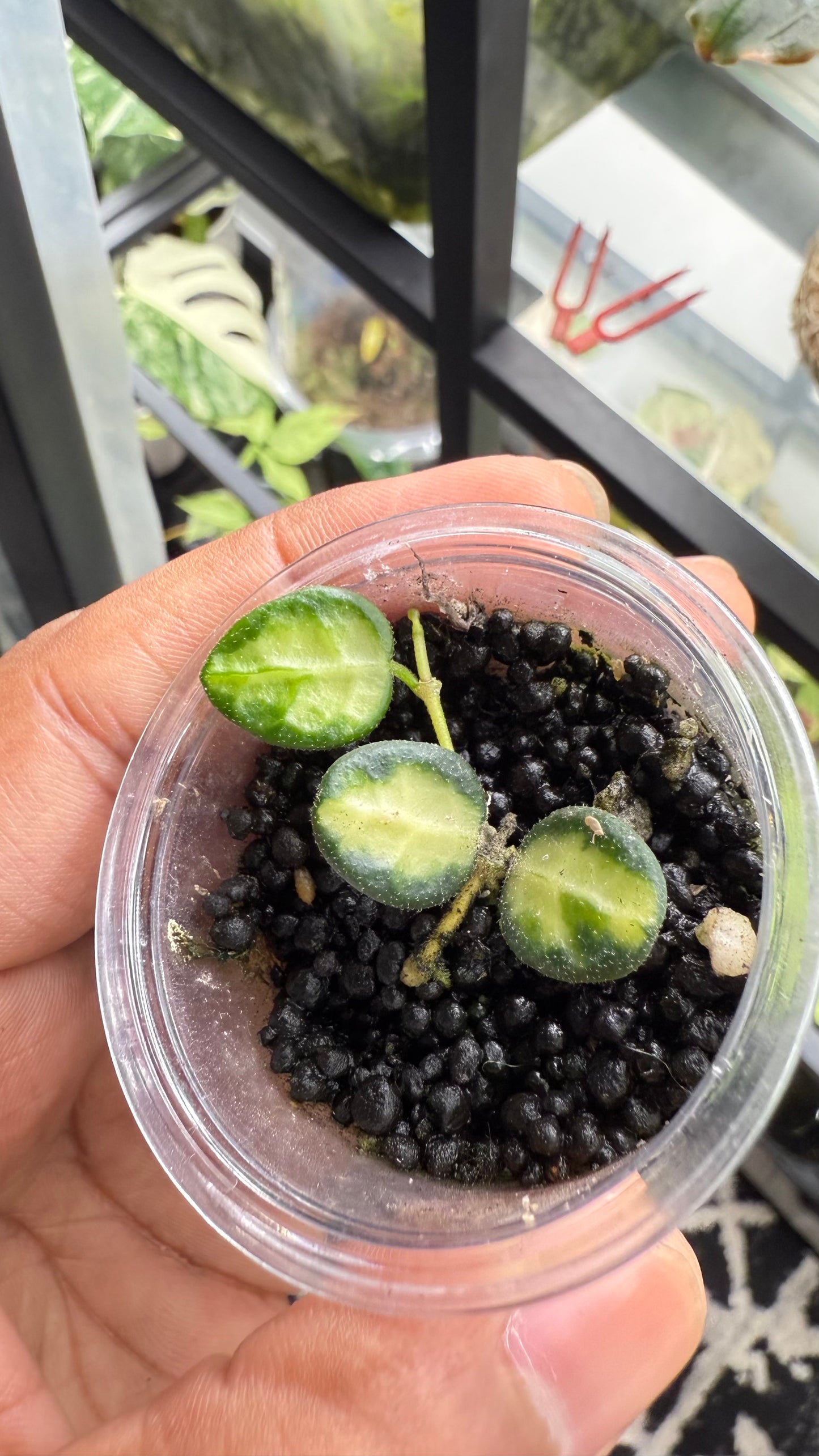 Hoya tengchongensis Variegated