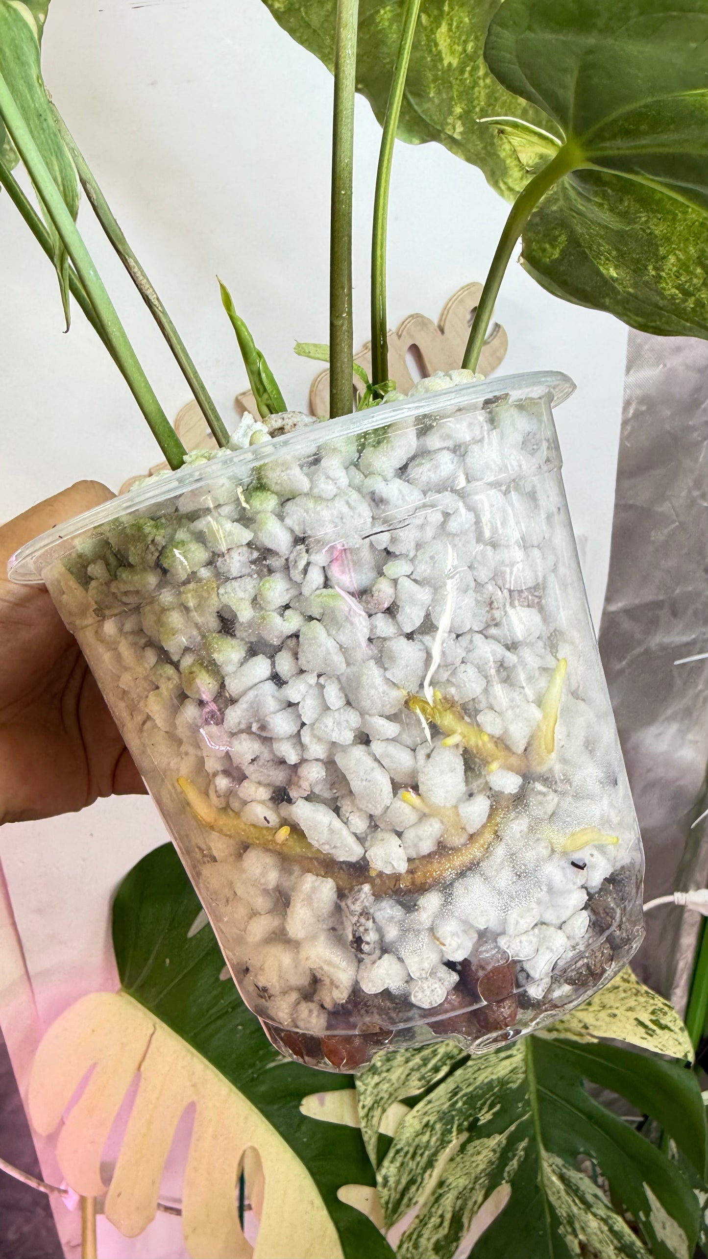 anthurium pterodactyl parents Anthurium Pterodactyl Variegated | Rare
