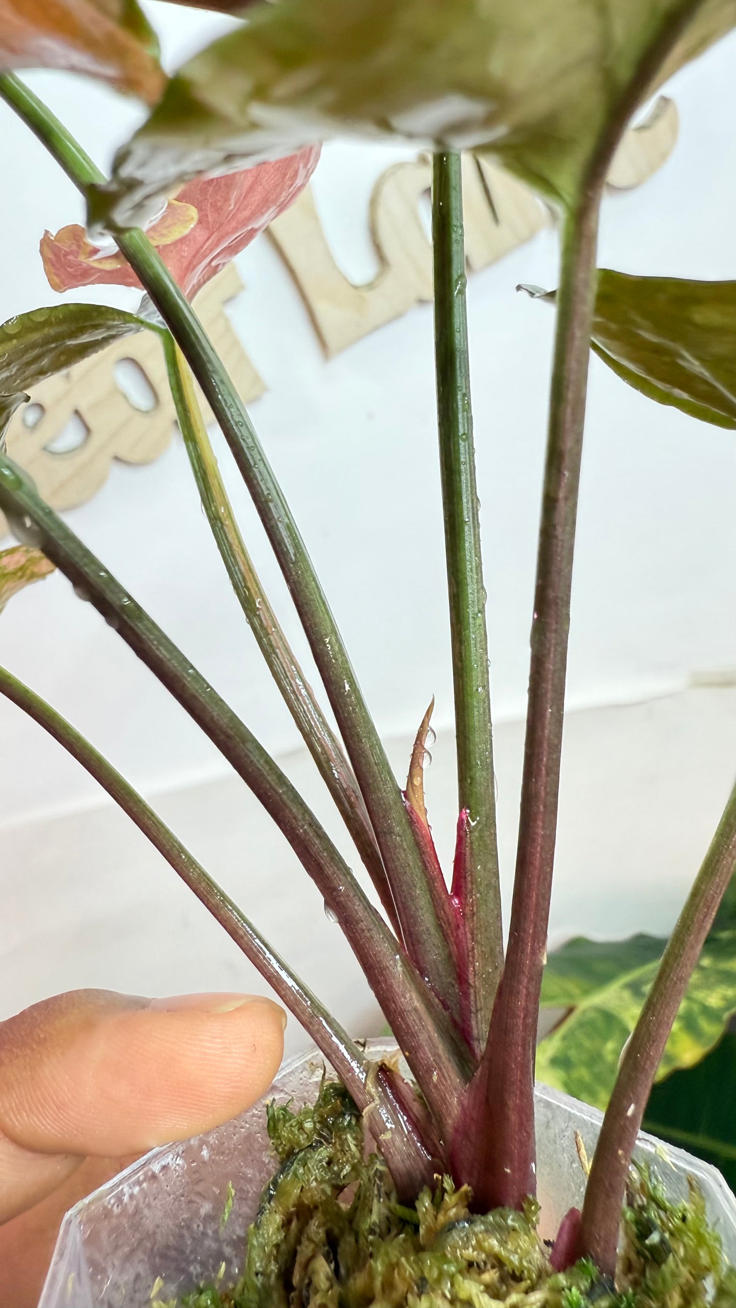 Syngonium 'Maria Allusion' Variegated