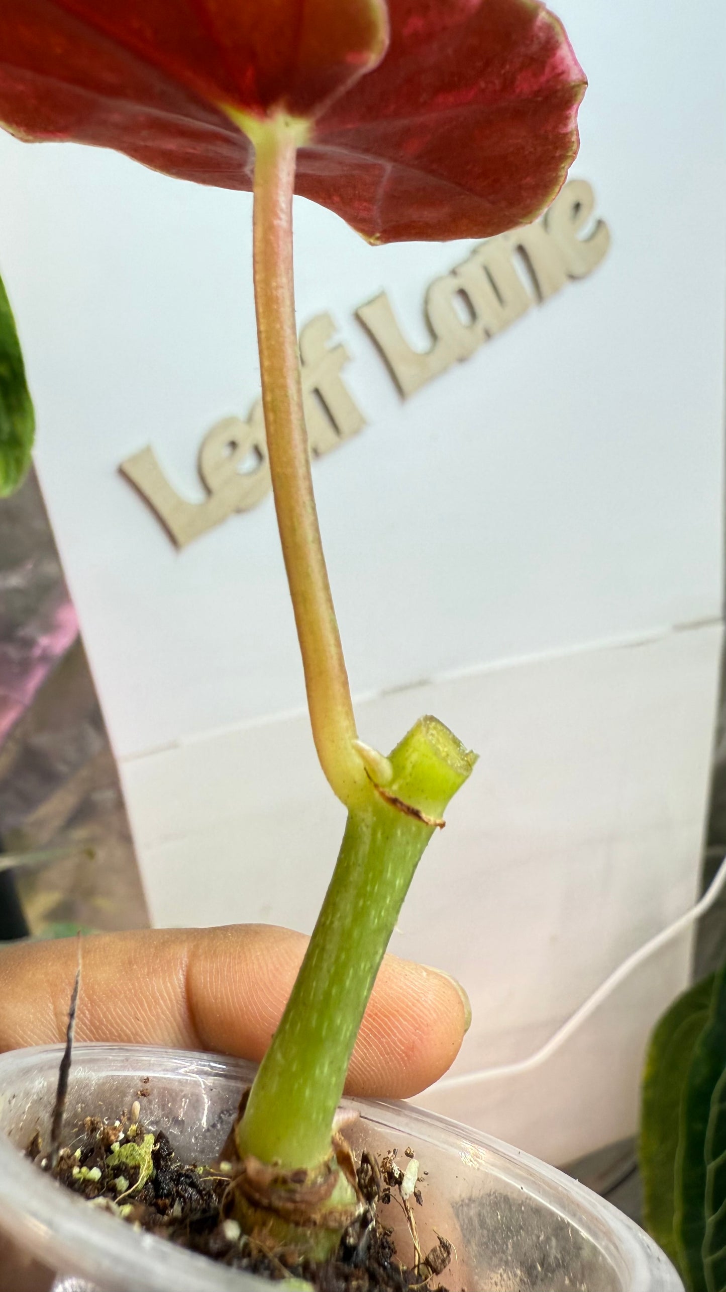 Begonia Maculata Pink Variegated butt with 2 growth points