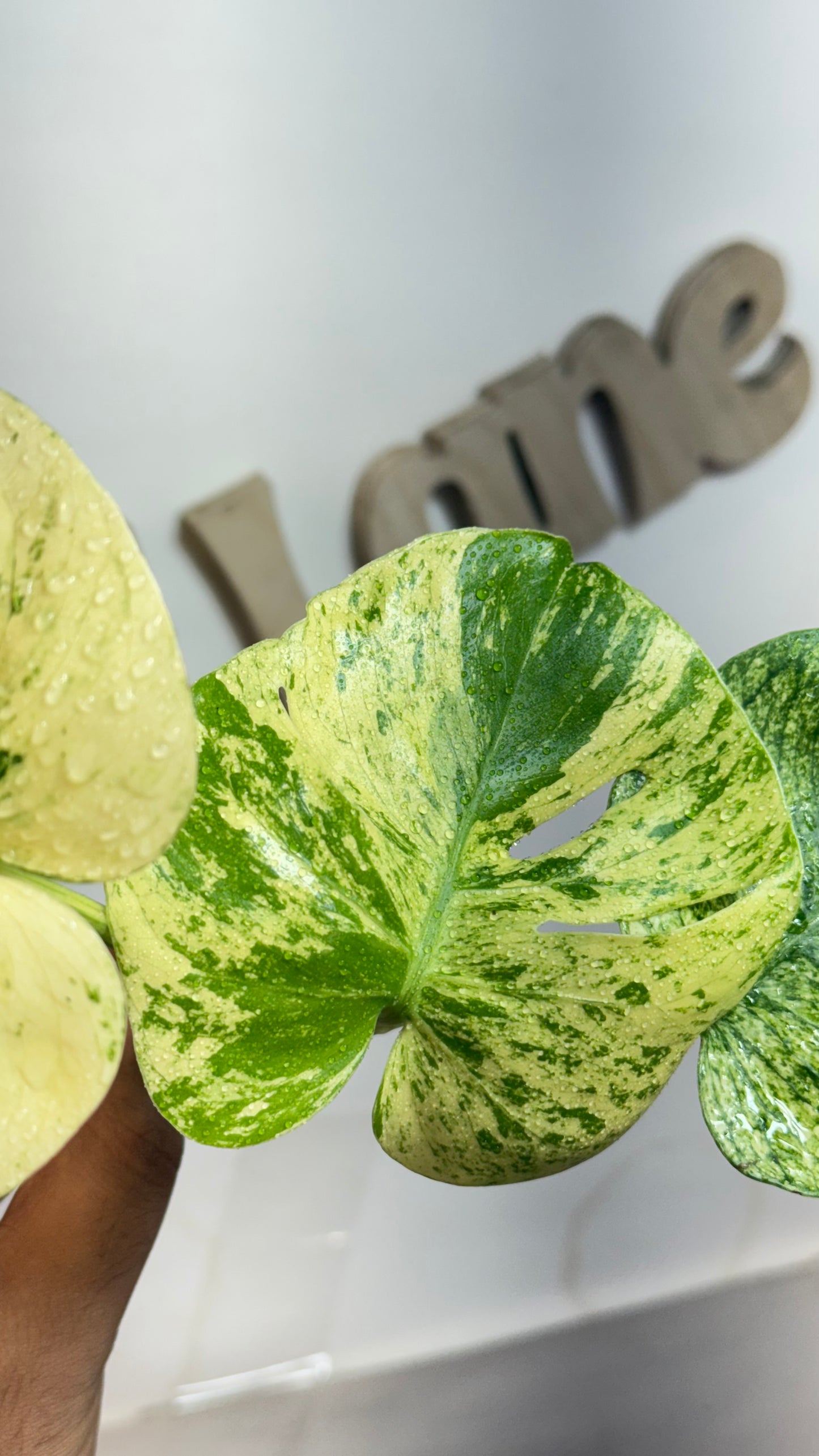 Monstera deliciosa MINT Siam Variegated | Rare Aroid | Large form