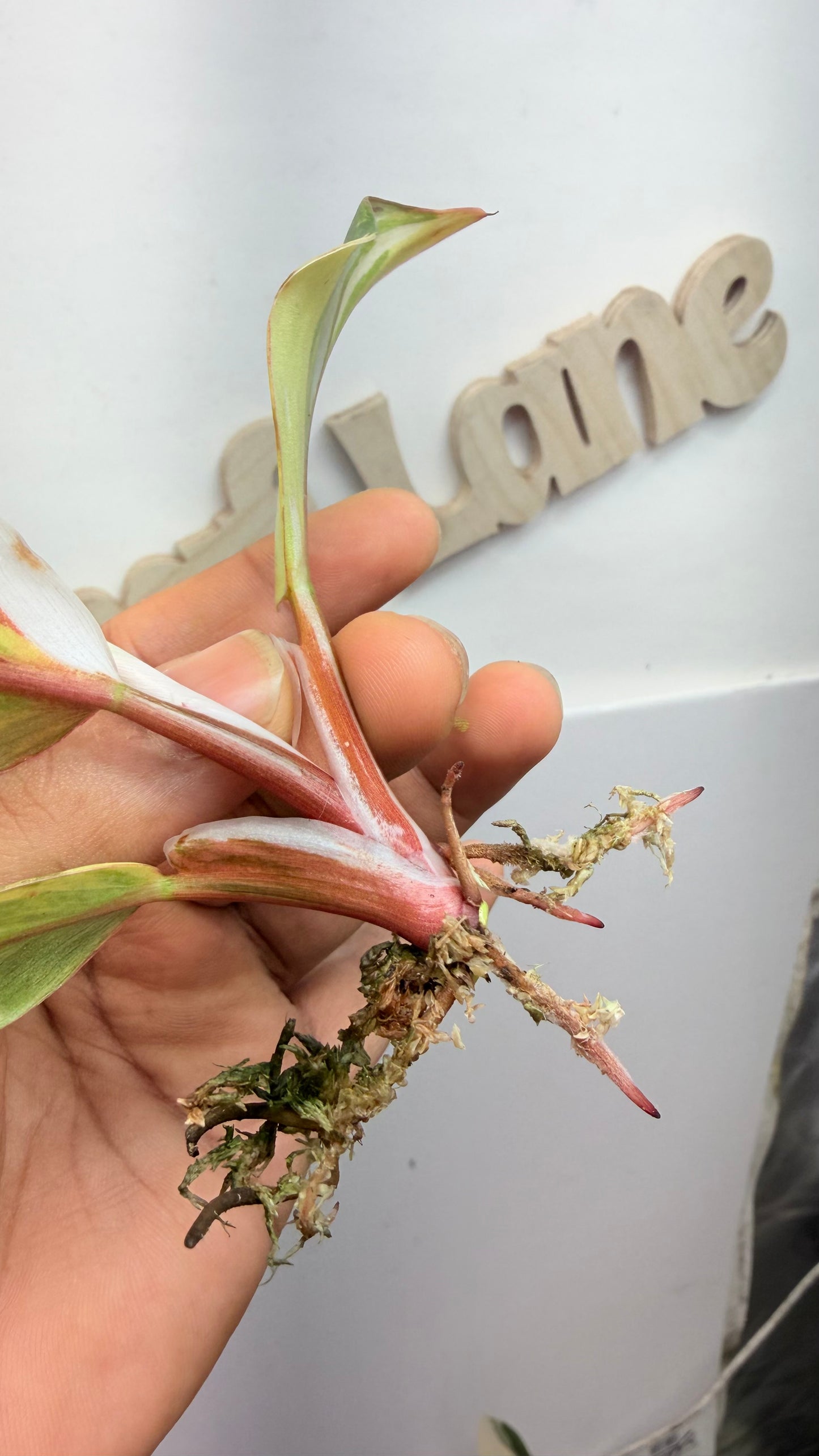 Philodendron ‘Skittles’ (White Knight Multicolor) Rooted