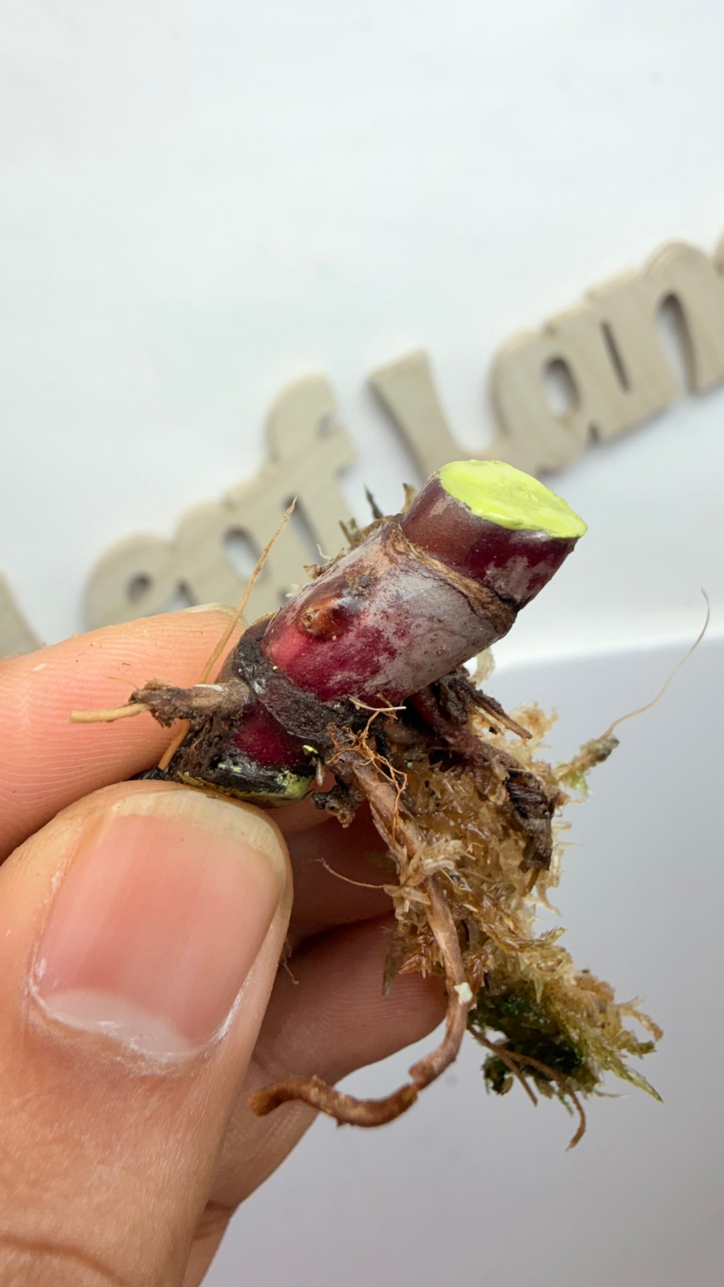 Philodendron ‘Skittles’ (White Knight Multicolor) butt 2 mid node with 2 growth points