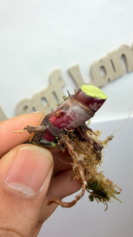 Philodendron ‘Skittles’ (White Knight Multicolor) butt 2 mid node with 2 growth points