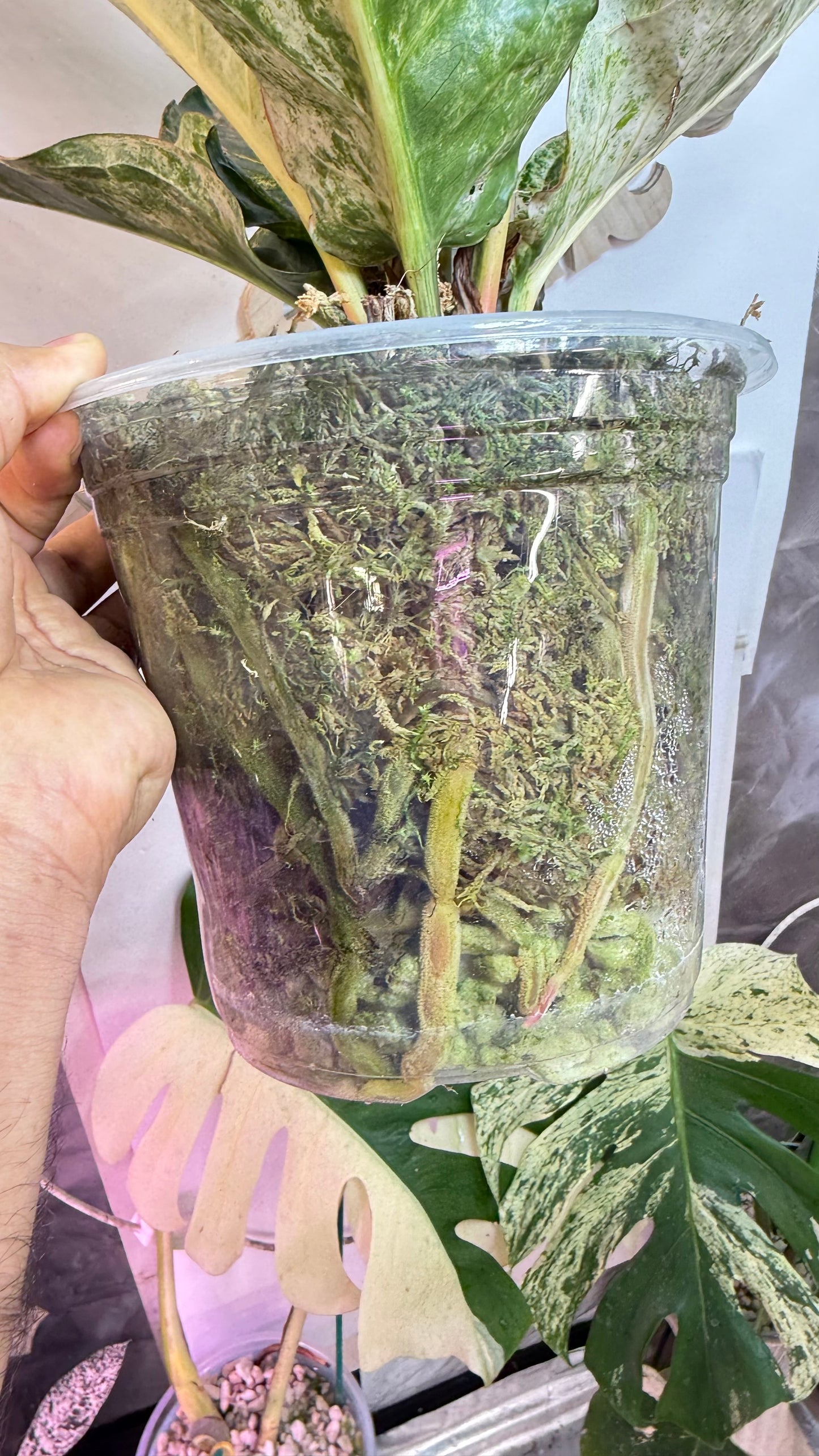 Anthurium Renaissance Pink variegated