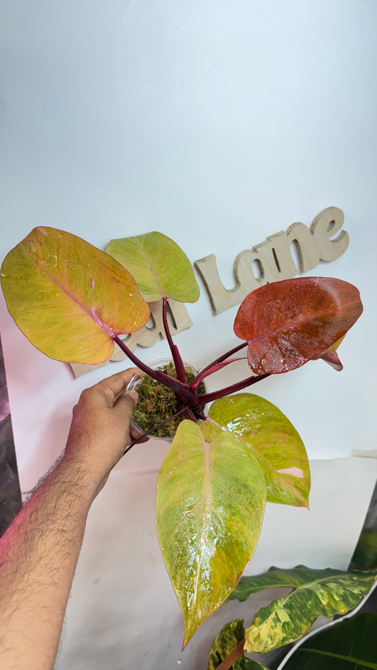 Philodendron 'Persimmon Princess' Variegated