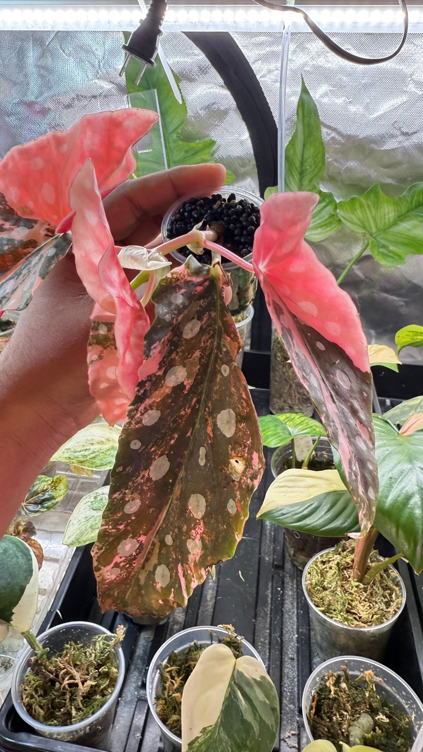 Begonia Maculata Pink variegated 🌿High Colors🌿