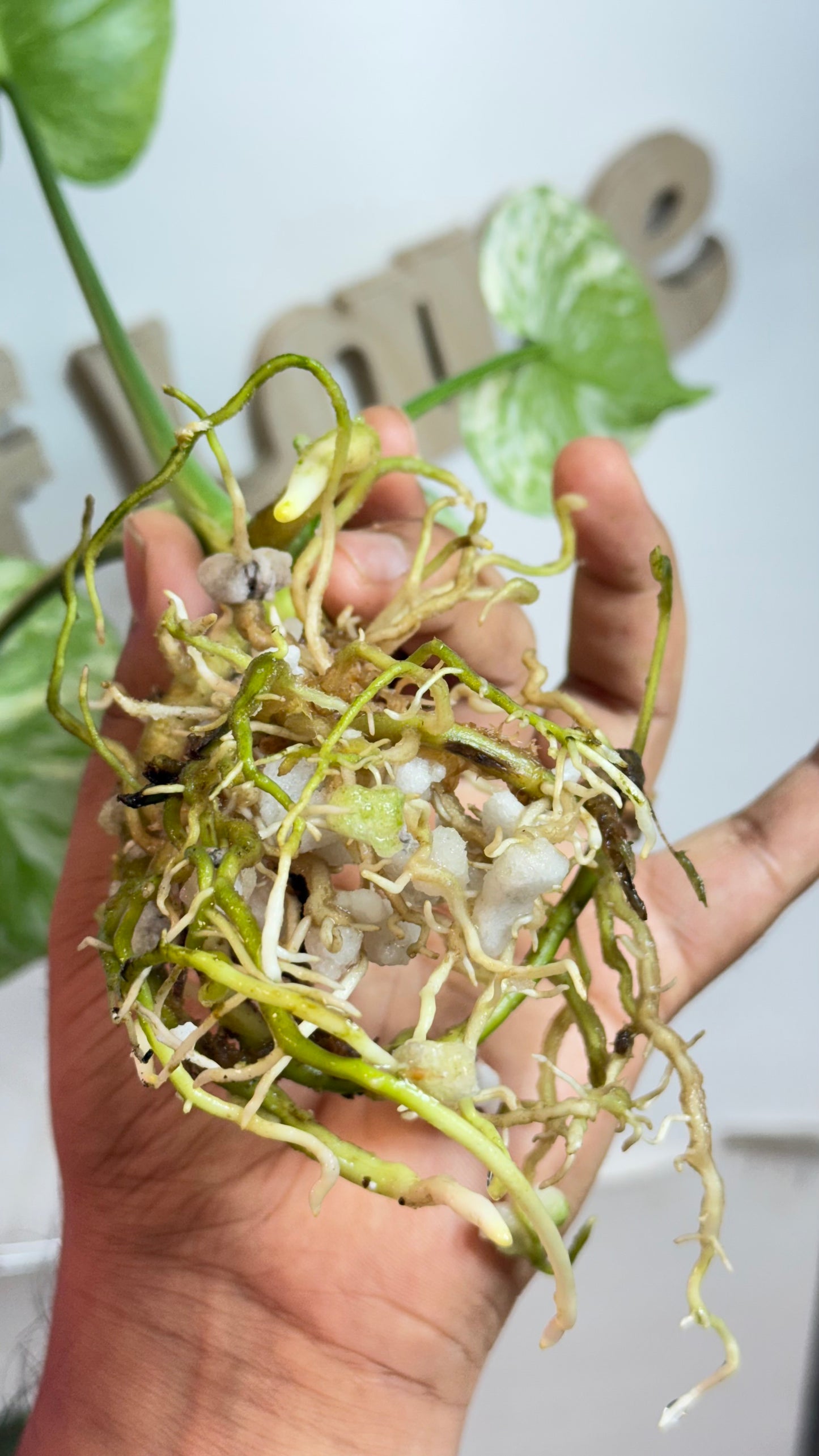 Monstera deliciosa MINT Siam Variegated | Rare Aroid | Large form