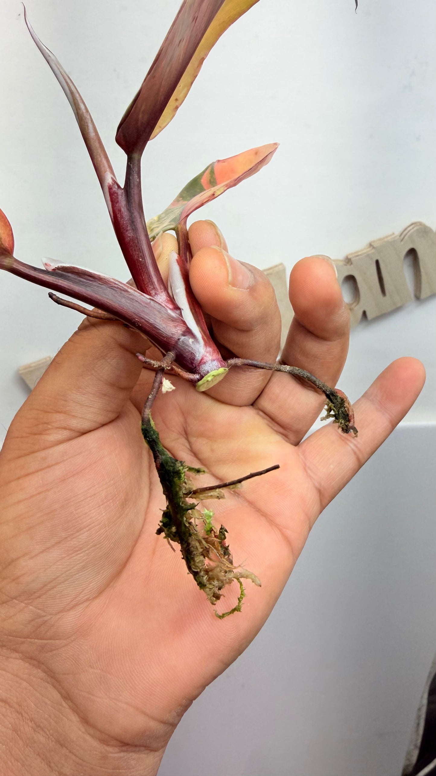 Philodendron ‘Skittles’ (White Knight Multicolor)