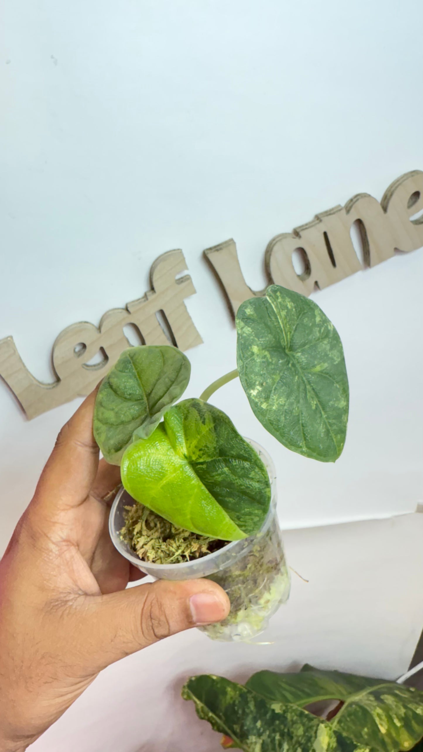 Alocasia Melo Aurea Variegated 🌿 Rare🌿