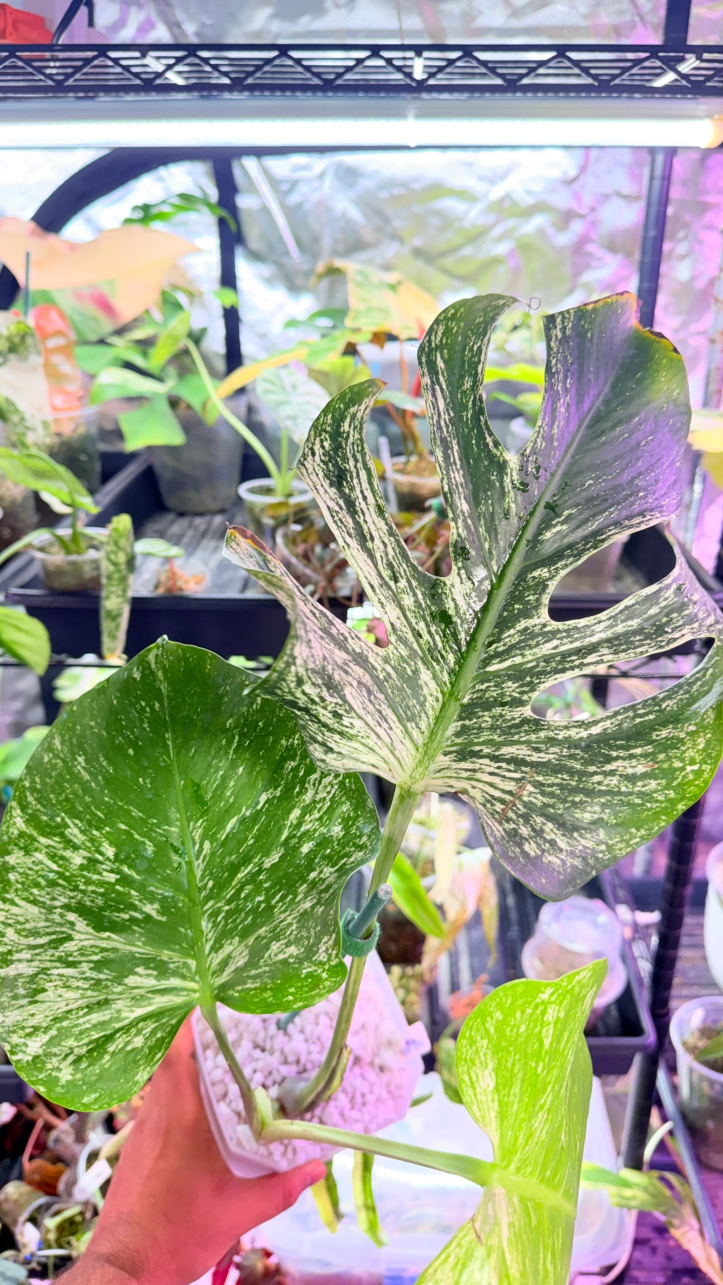 Monstera Devil 🌿 Working on 4 th leaf🌿