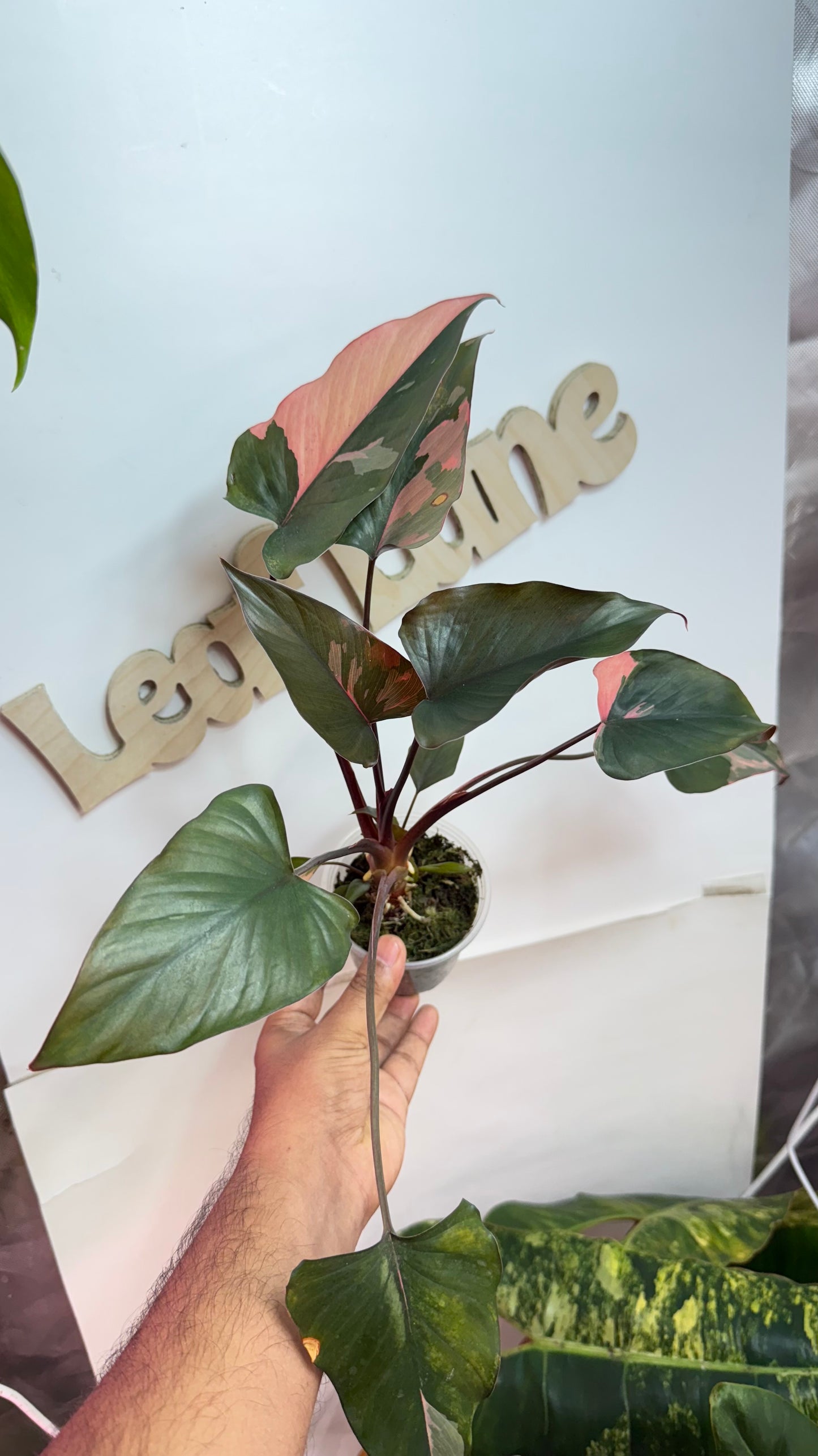 Homalomena Variegated Pink Diamond