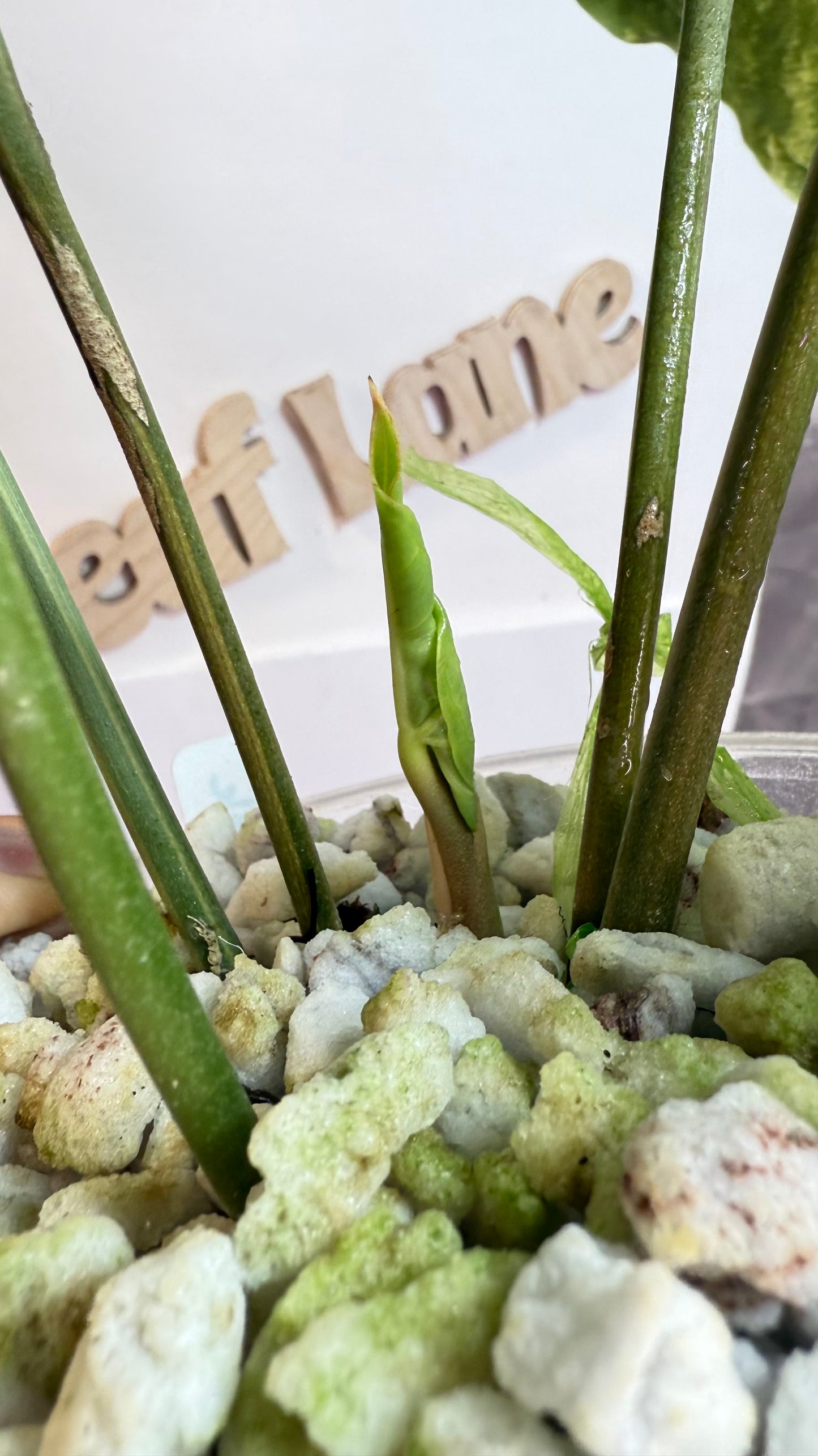 anthurium pterodactyl mature Anthurium Pterodactyl Variegated | Rare