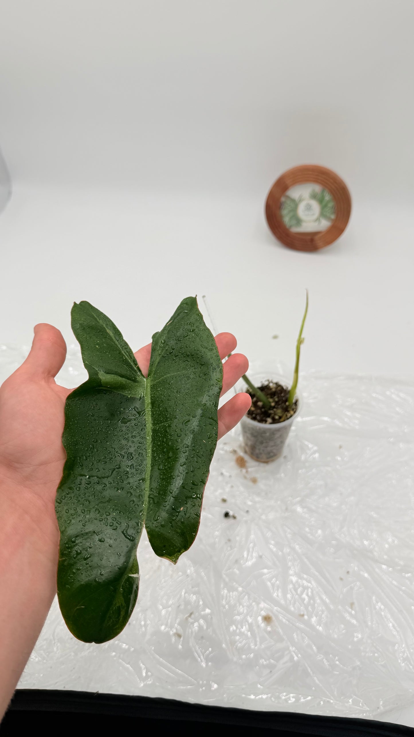 Philodendron Paraiso Verde Albo Variegated Exact Plants