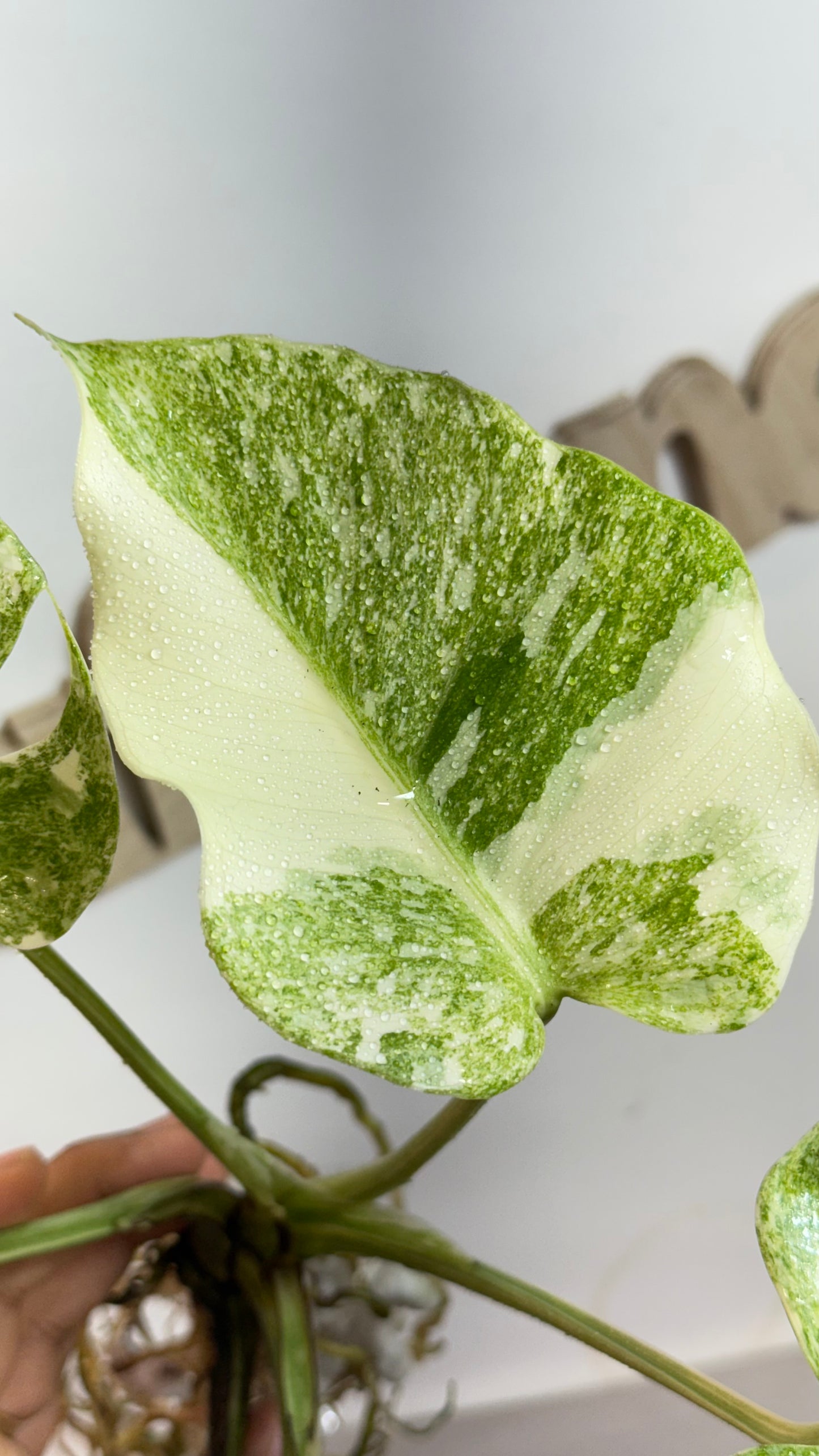 Monstera Delisiosa 'Platinum' Variegated |7 th leaf soon | Rare Aroid