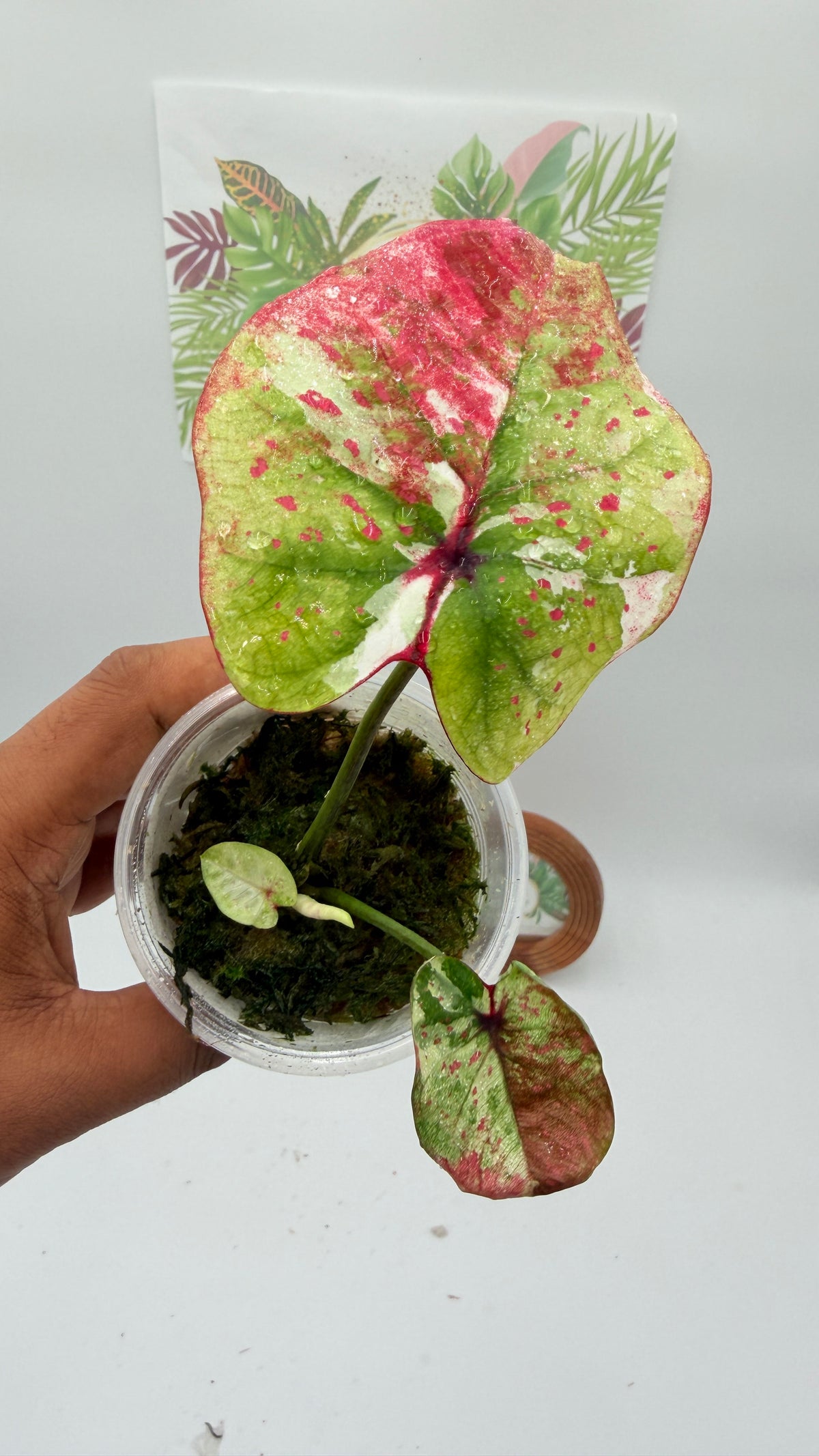 Caladium Variegated