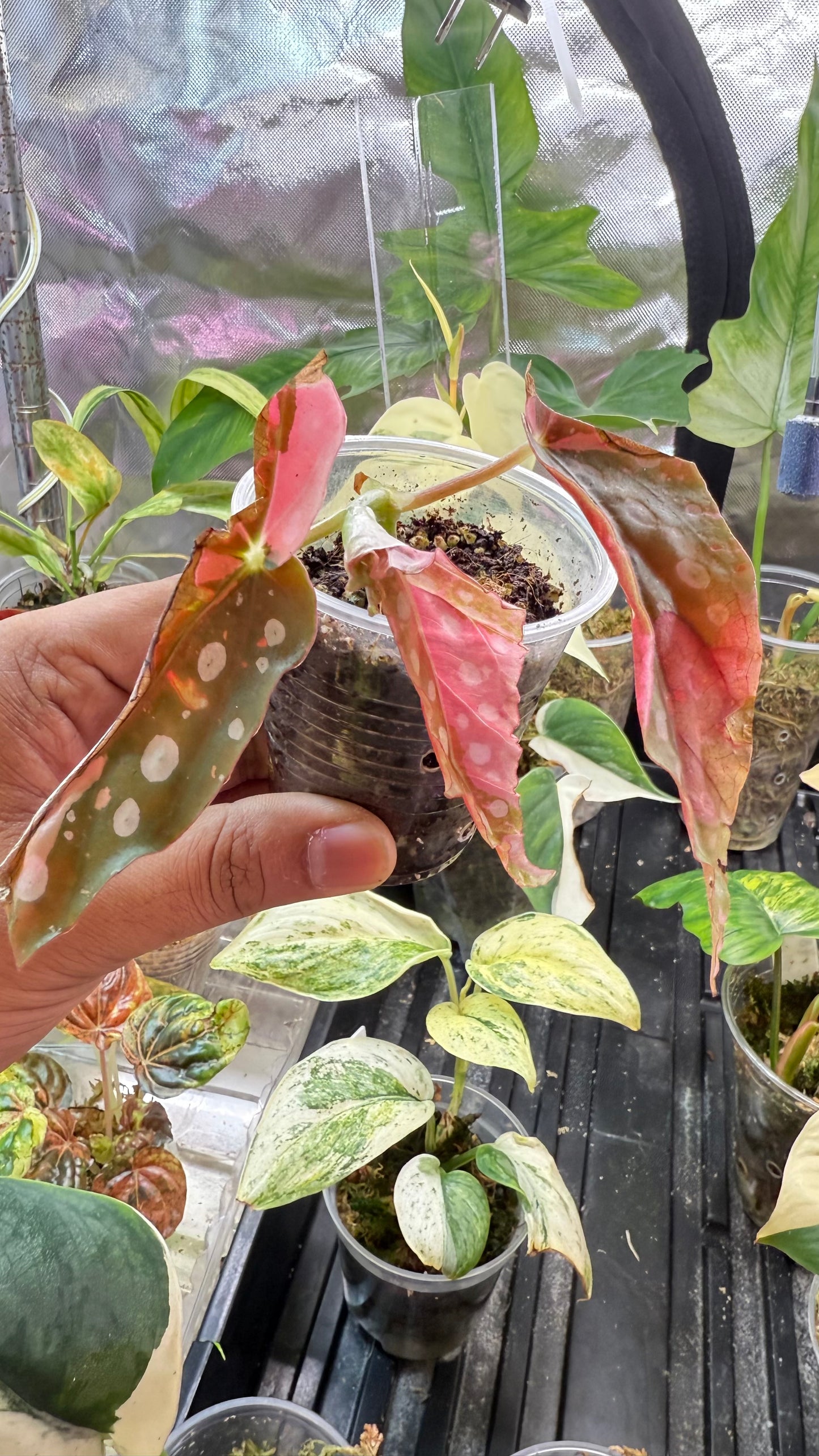 Begonia Maculata Pink Variegated