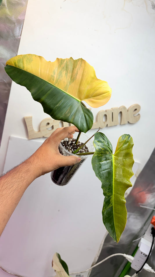 Philodendron Fiora (florida beauty x
mayoii x black billeitiae)