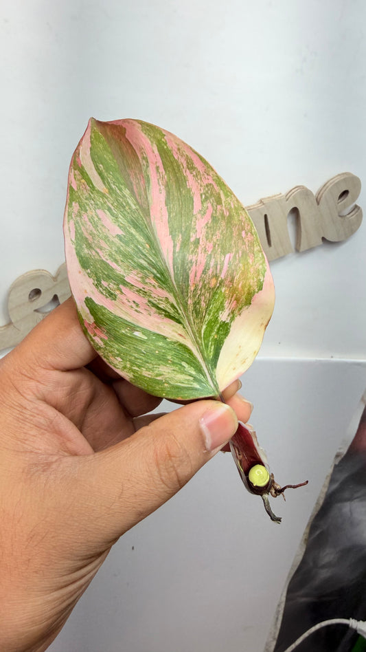 Philodendron ‘Skittles’ (White Knight Multicolor) rooted mid node 2 growth points