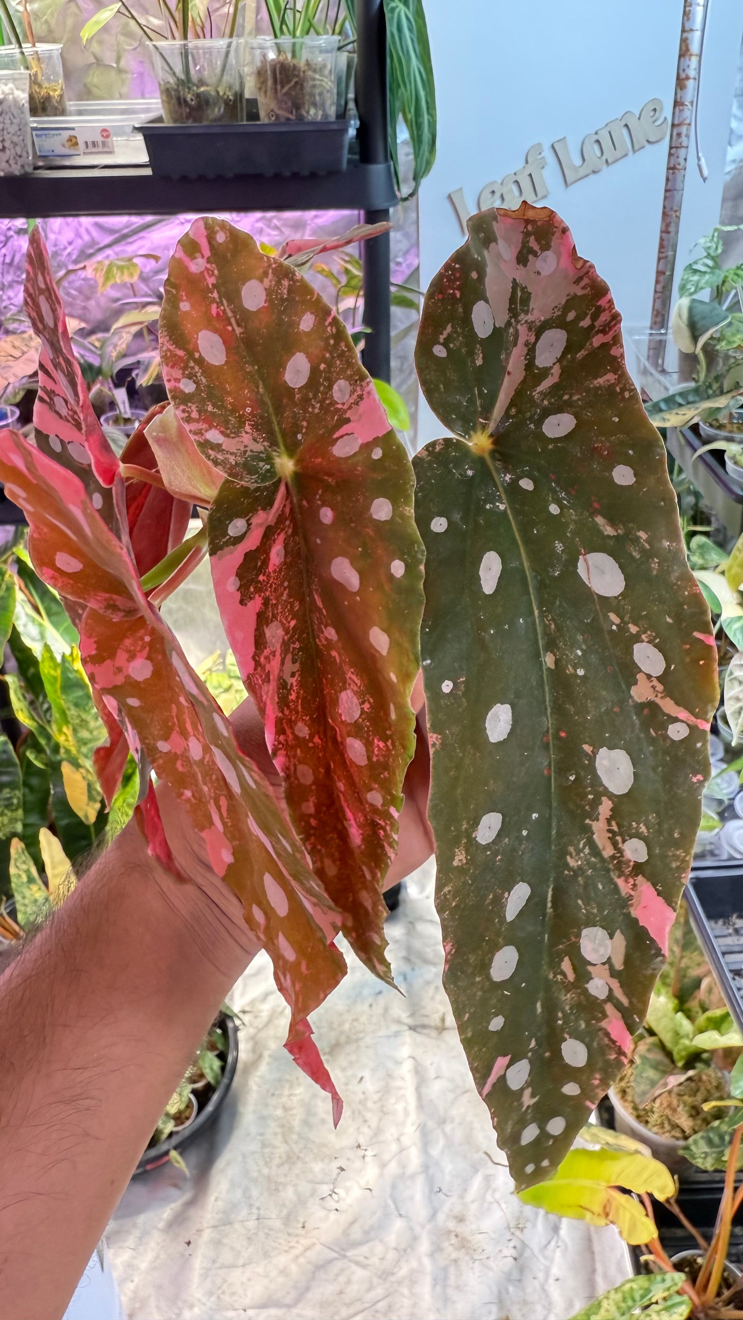 Begonia Maculata Pink Variegated
