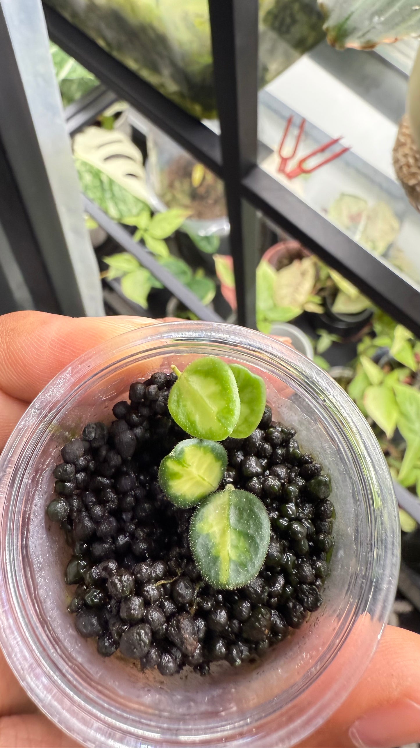 Hoya tengchongensis Variegated