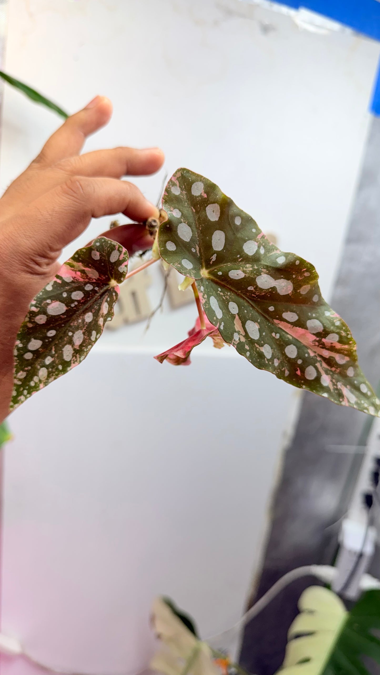 Begonia Maculata Pink Variegated