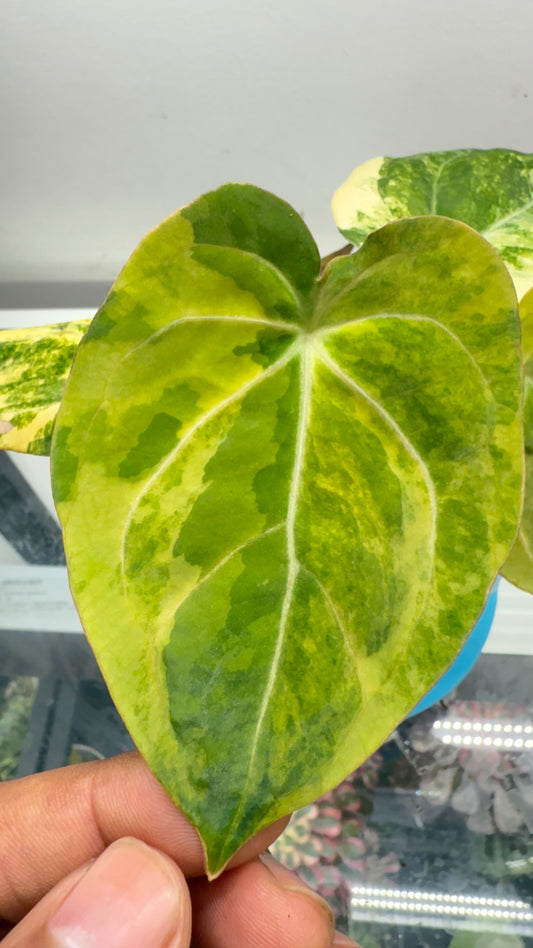 Anthurium Papillilaminum var x crystallinum
