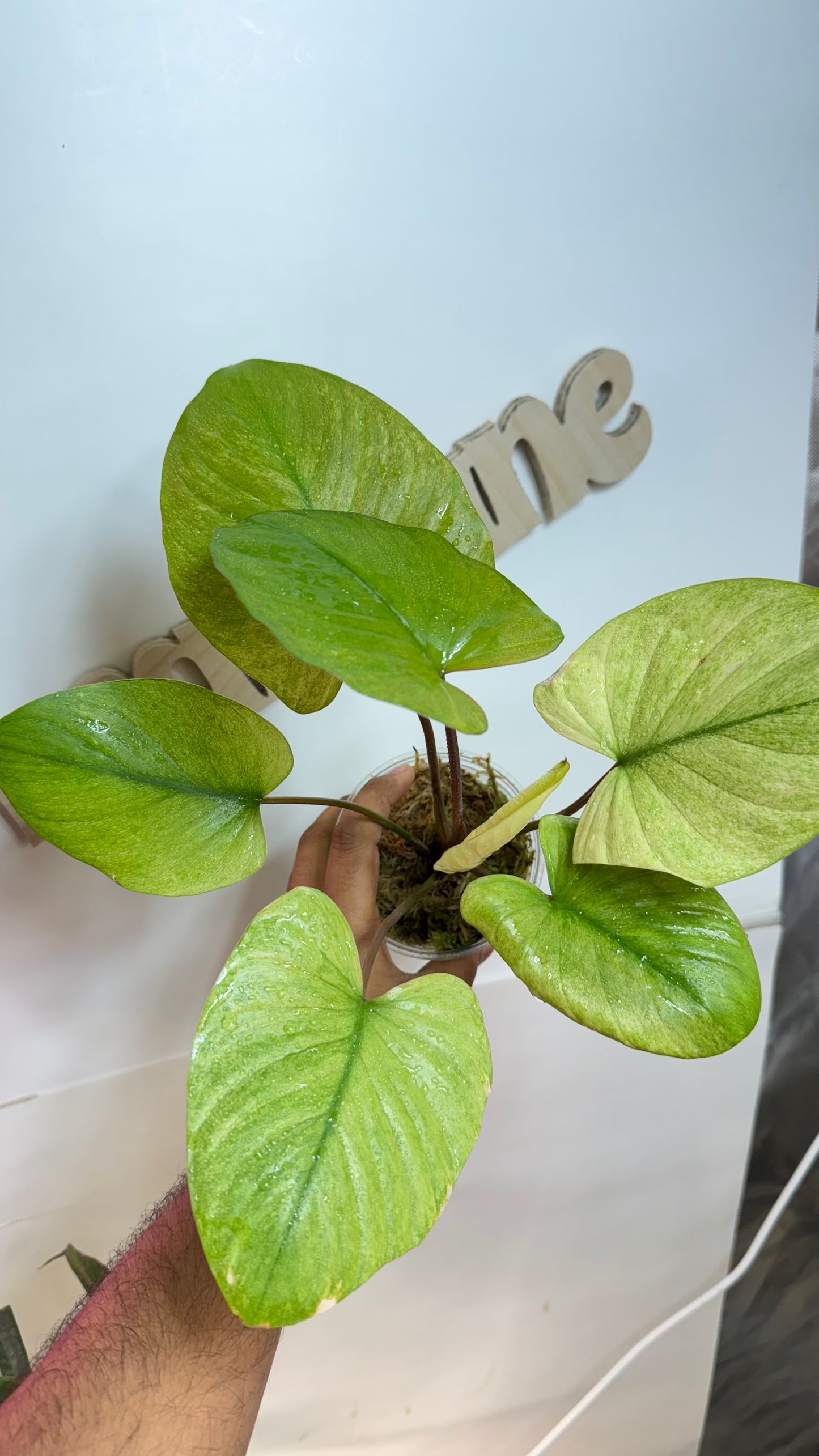 Homalomena Rubescens Variegated Mint with Pink undertones