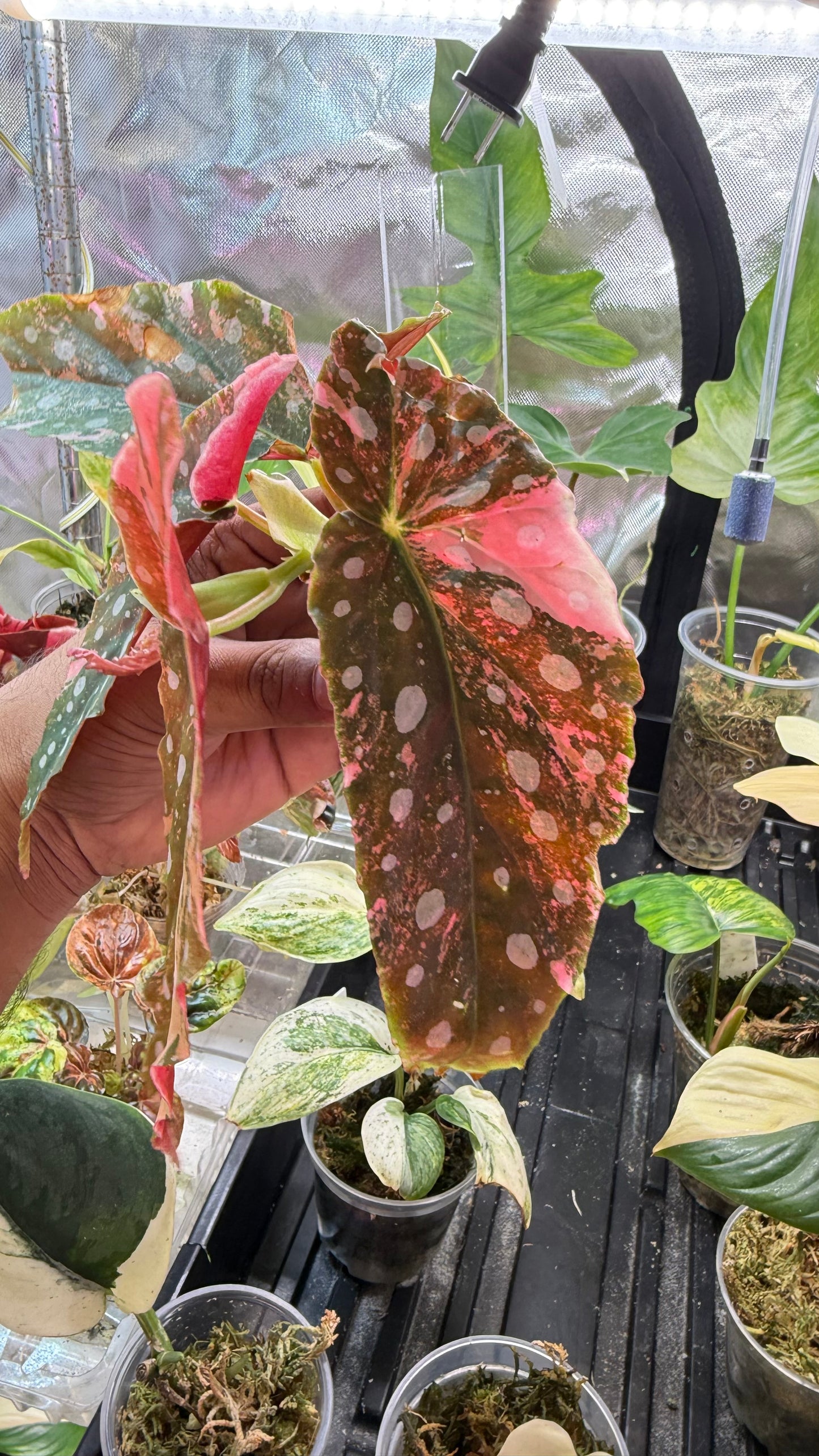 Begonia Maculata Pink Variegated