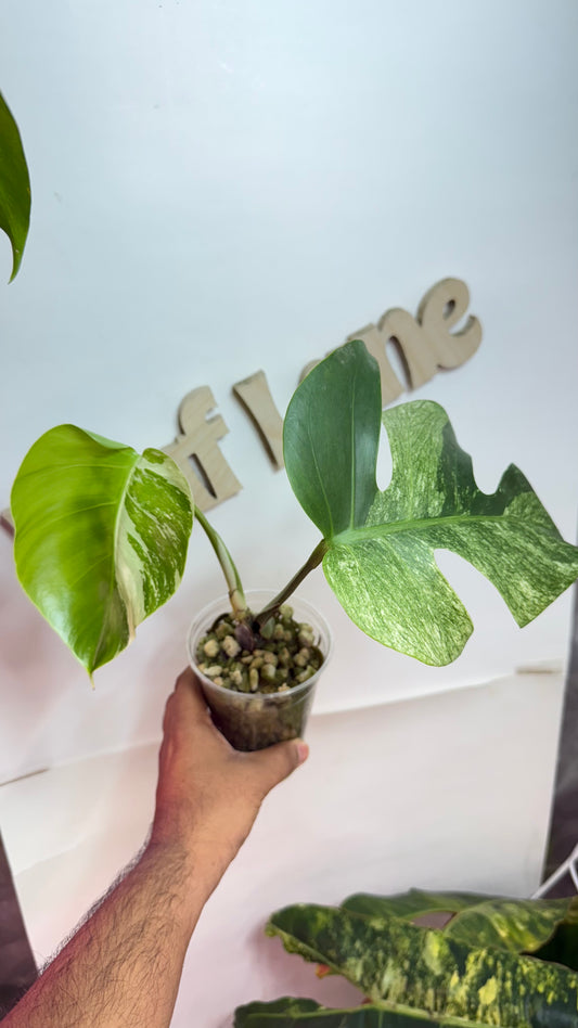 Monstera Jungle Mint Large Form Variegated 🌿Growing from mid node cut 🌿