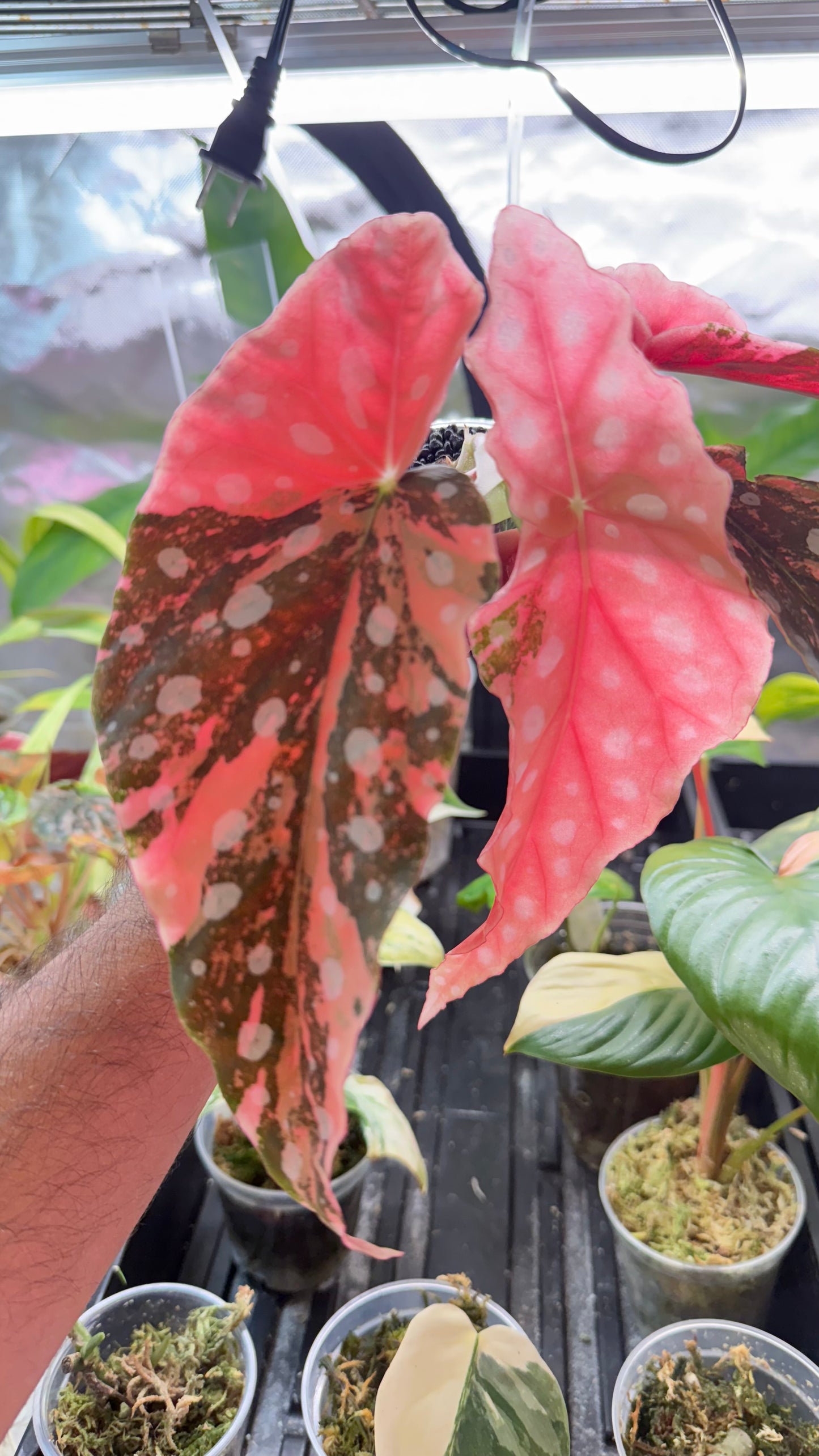 Begonia Maculata Pink variegated 🌿High Colors🌿