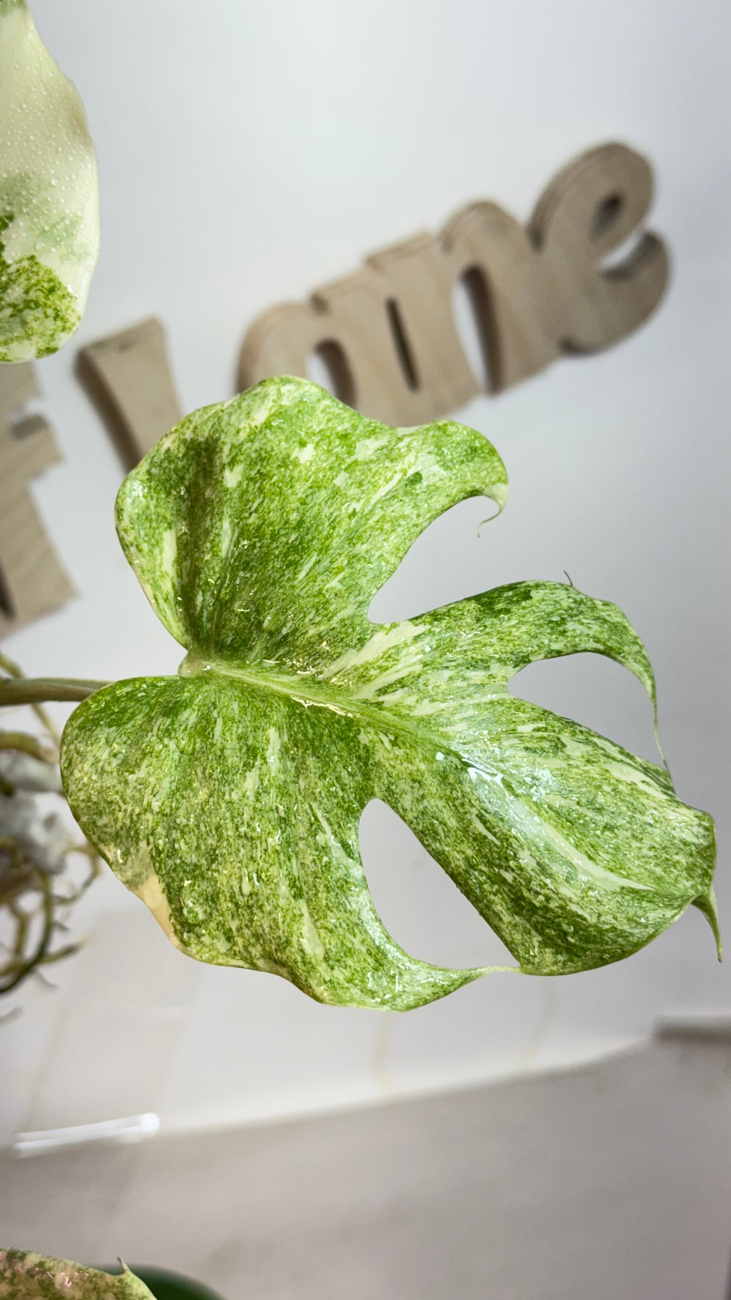 Monstera Delisiosa 'Platinum' Variegated |7 th leaf soon | Rare Aroid