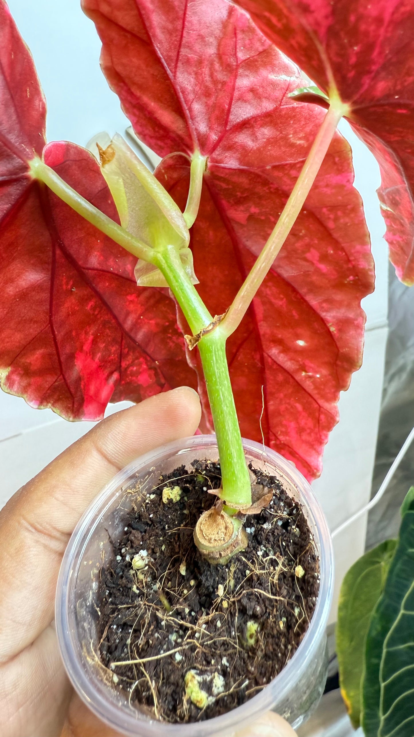 Begonia Maculata Pink Variegated