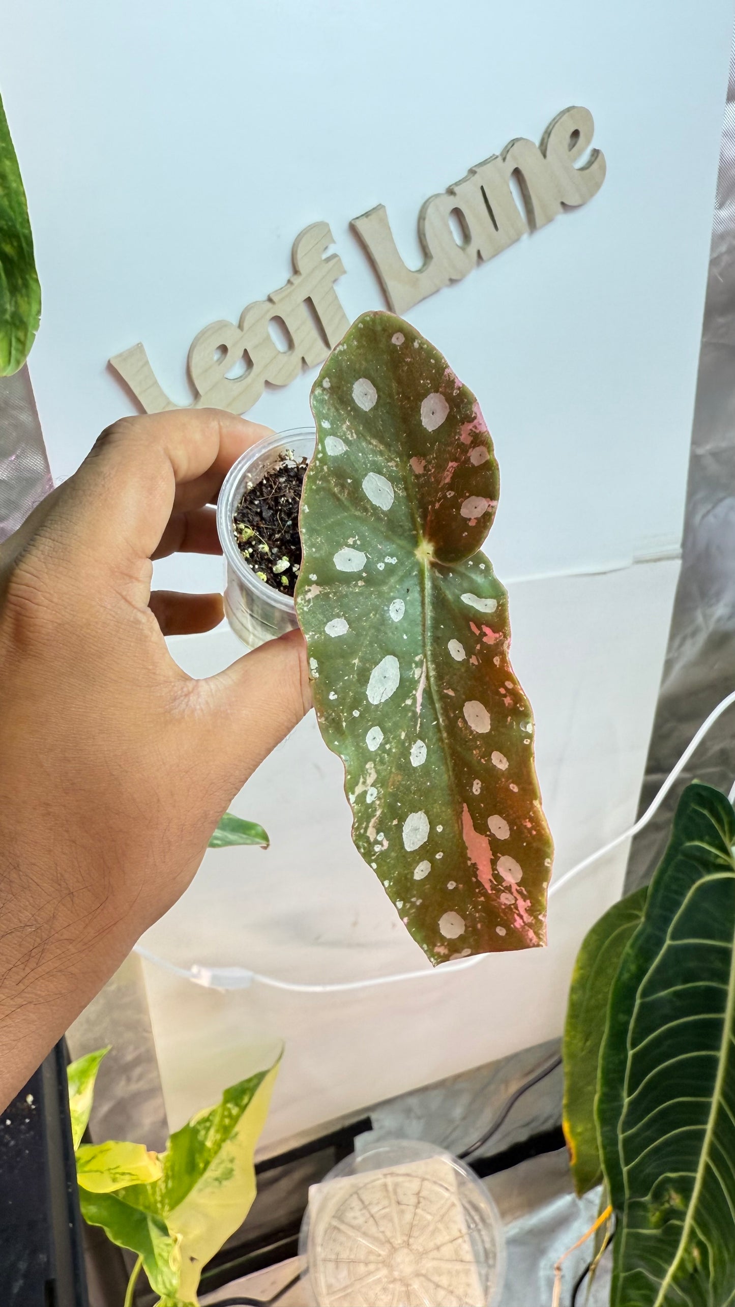 Begonia Maculata Pink Variegated butt with 2 growth points