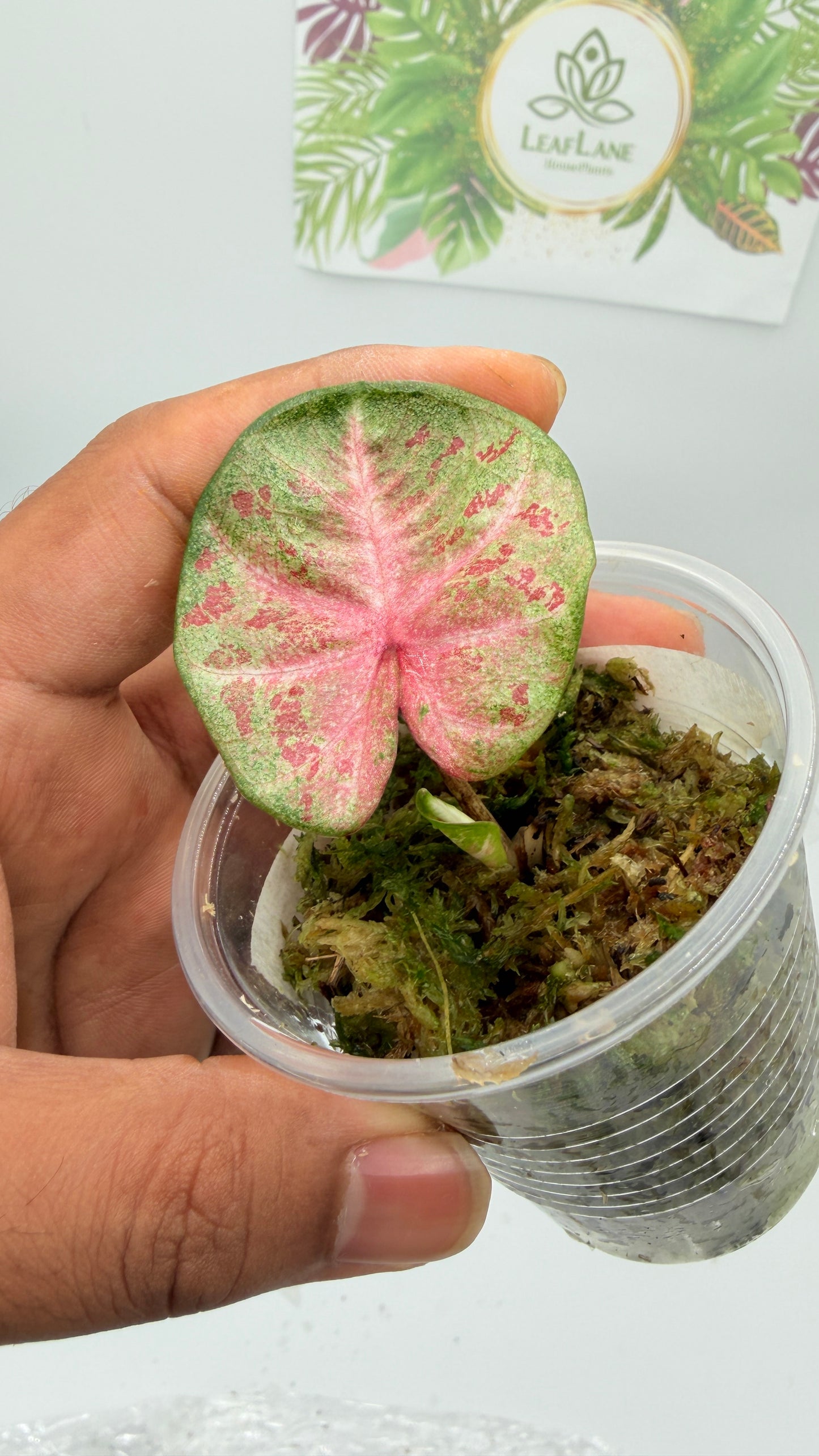 Caladium Variegated
