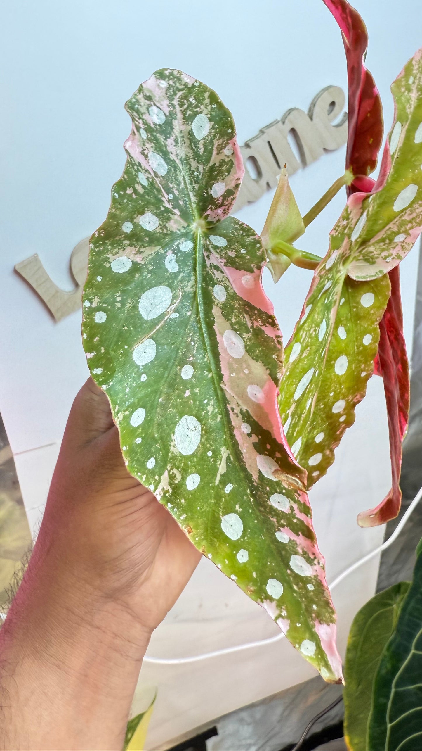 Begonia Maculata Pink Variegated