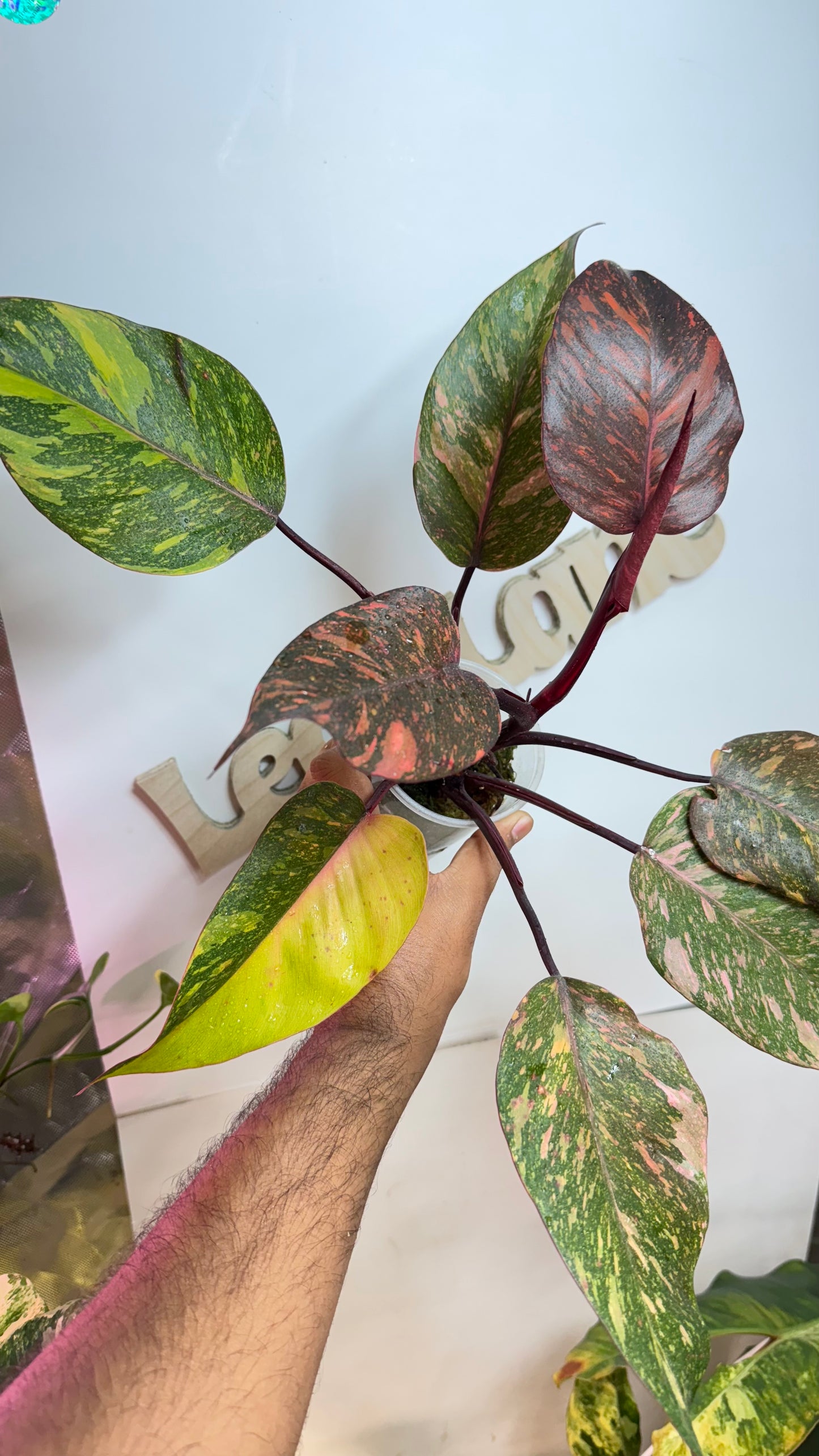 Philodendron Orange Princess Galaxy Variegated