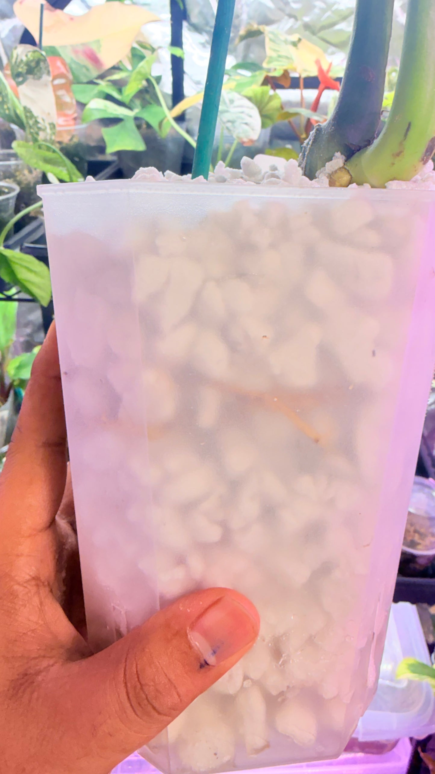 Monstera Devil 🌿 Working on 4 th leaf🌿