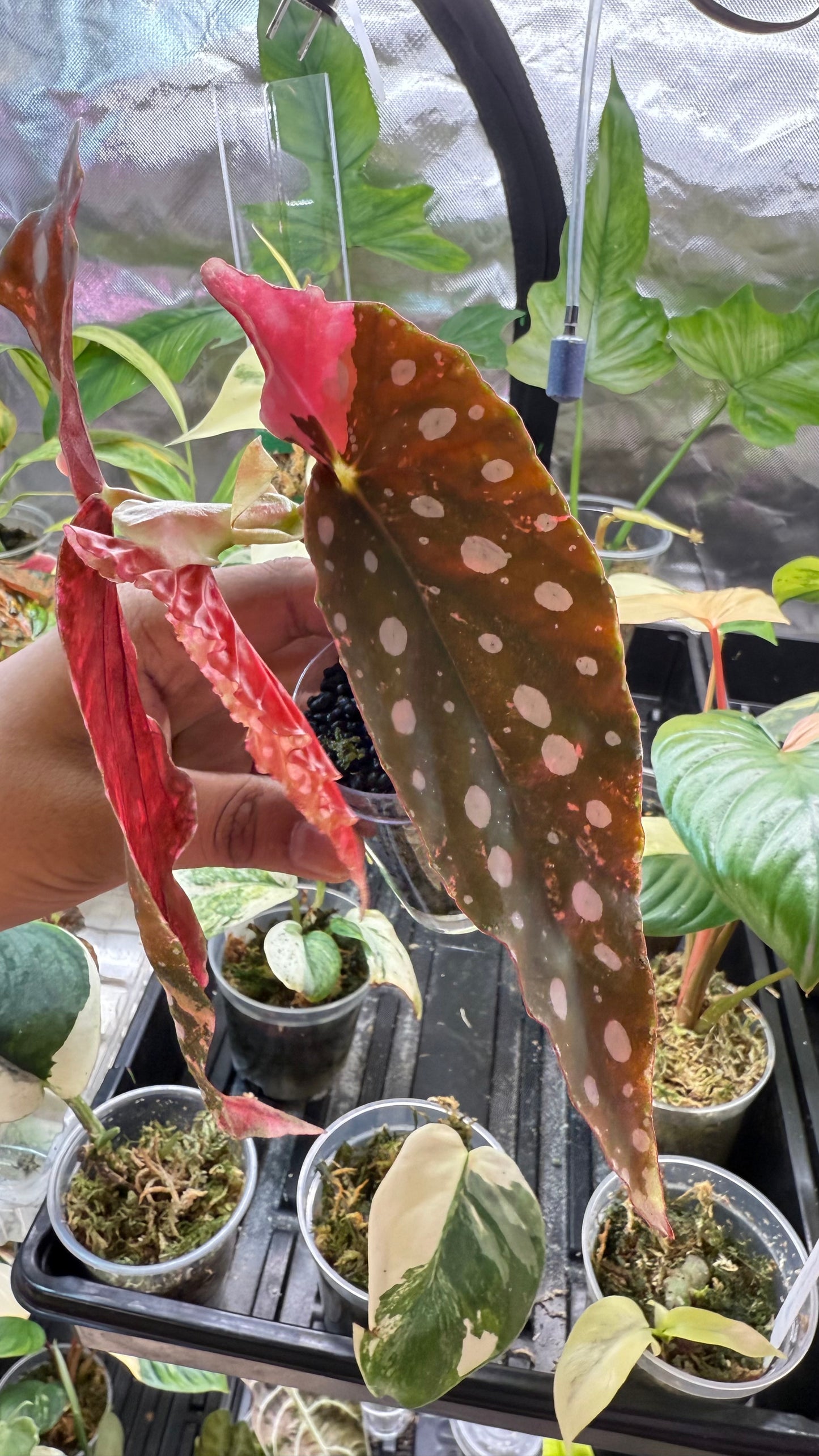 Begonia Maculata Pink Variegated