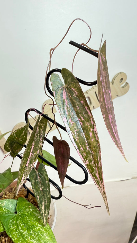 Discorea Pink Pixel Variegated🌿Please Choose Next day air shipping🌿