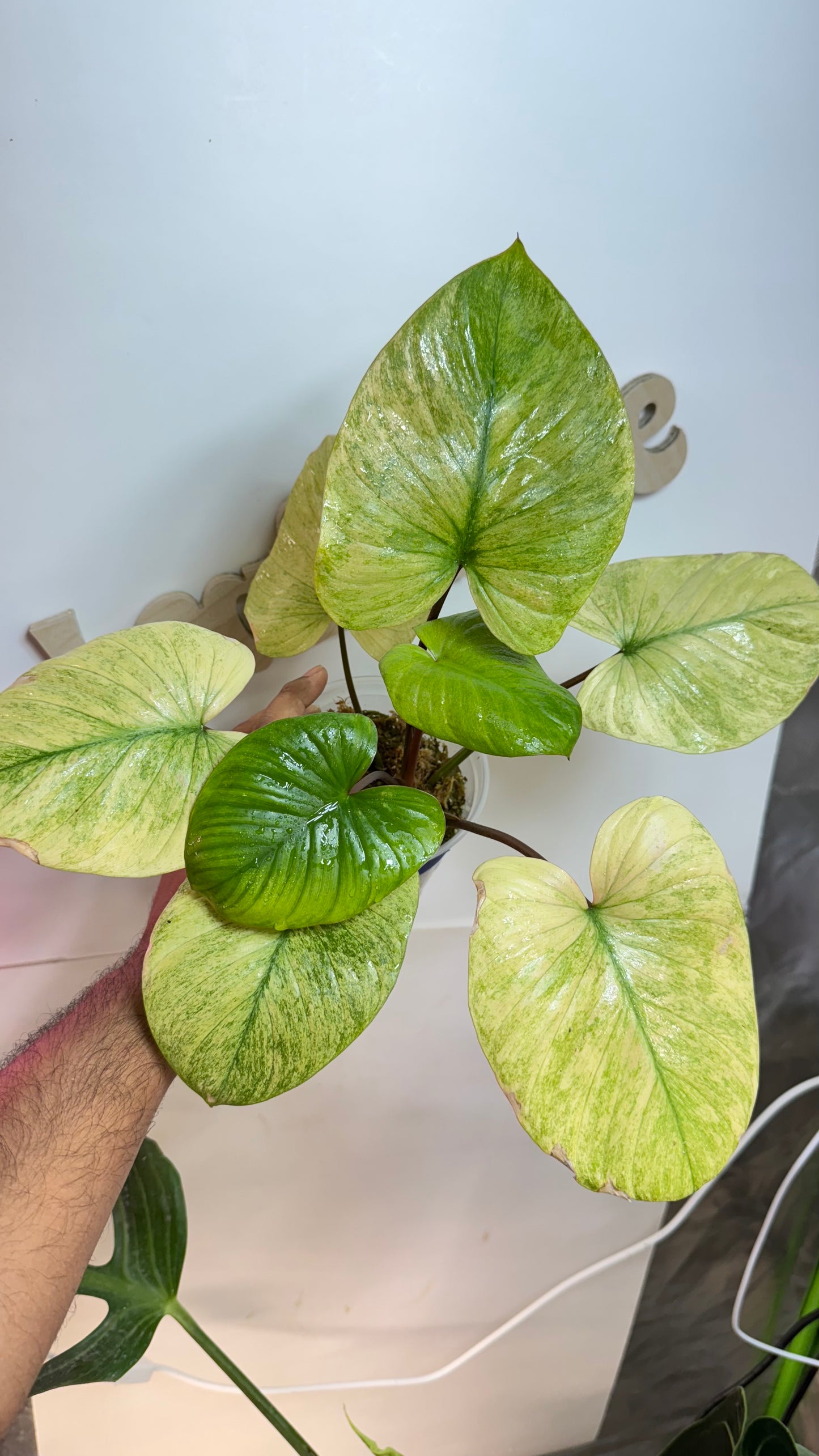 Homalomena Rubescens Variegated Mint with Pink undertones