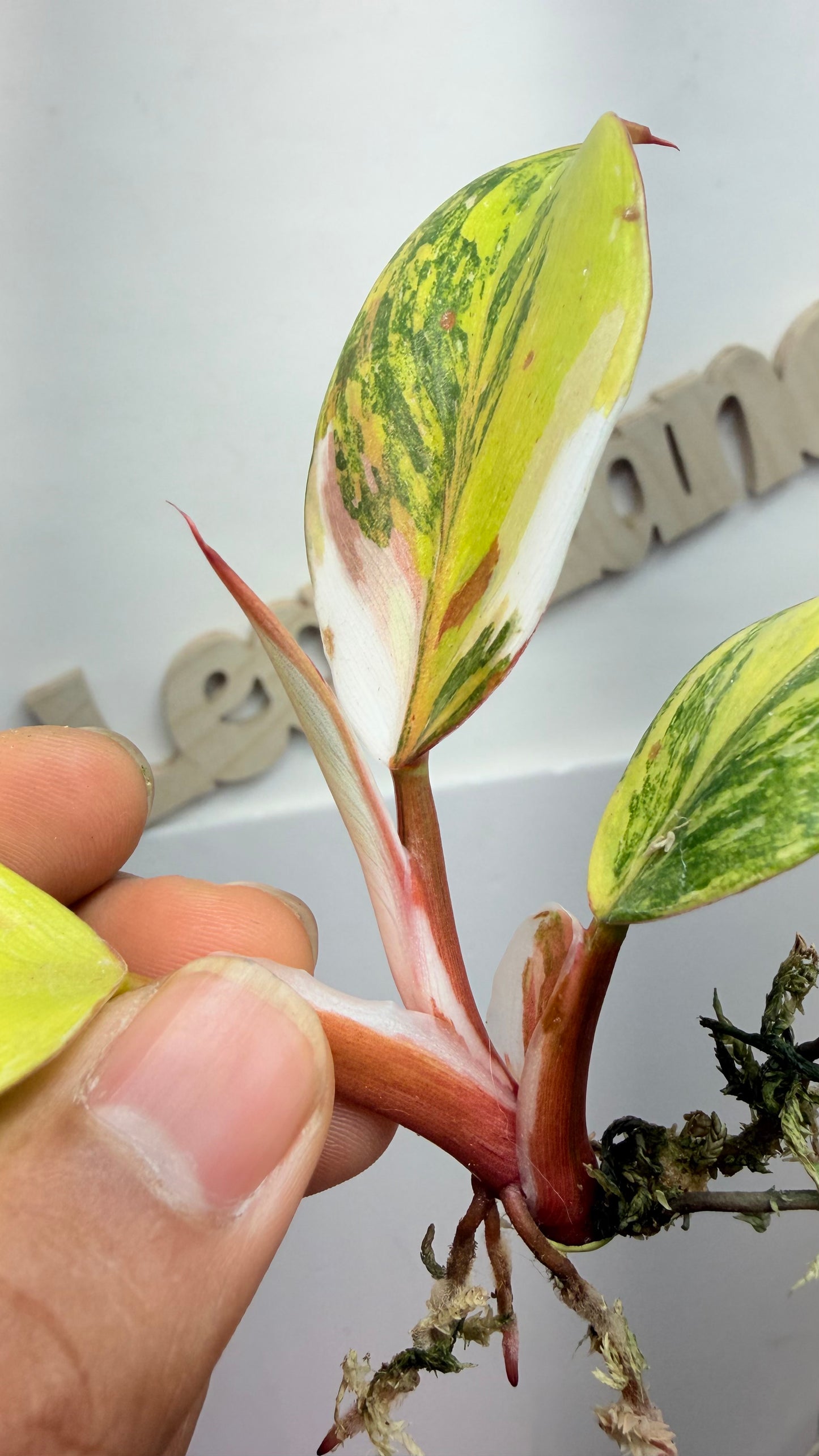 Philodendron ‘Skittles’ (White Knight Multicolor) Rooted