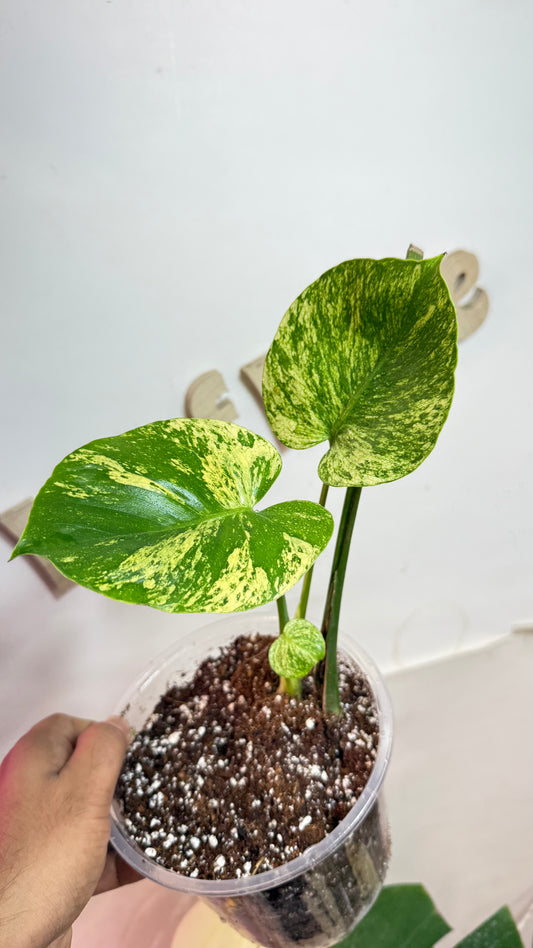 Monstera deliciosa MINT Siam Variegated | Rare Aroid | Large form