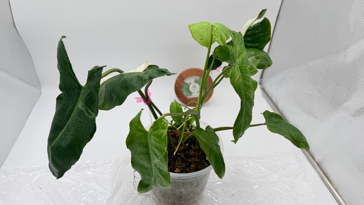 Philodendron Paraiso Verde Albo Variegated Exact Plants
