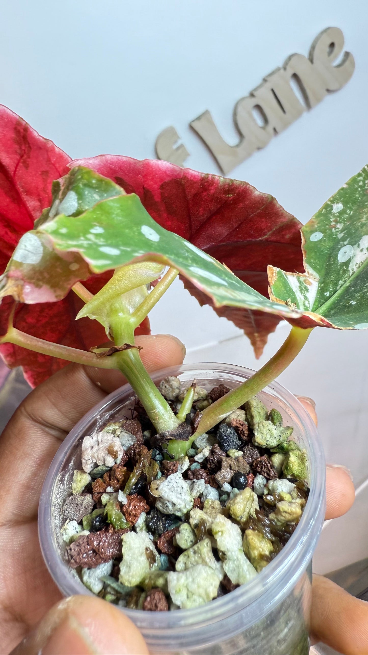 Begonia Maculata Pink Variegated