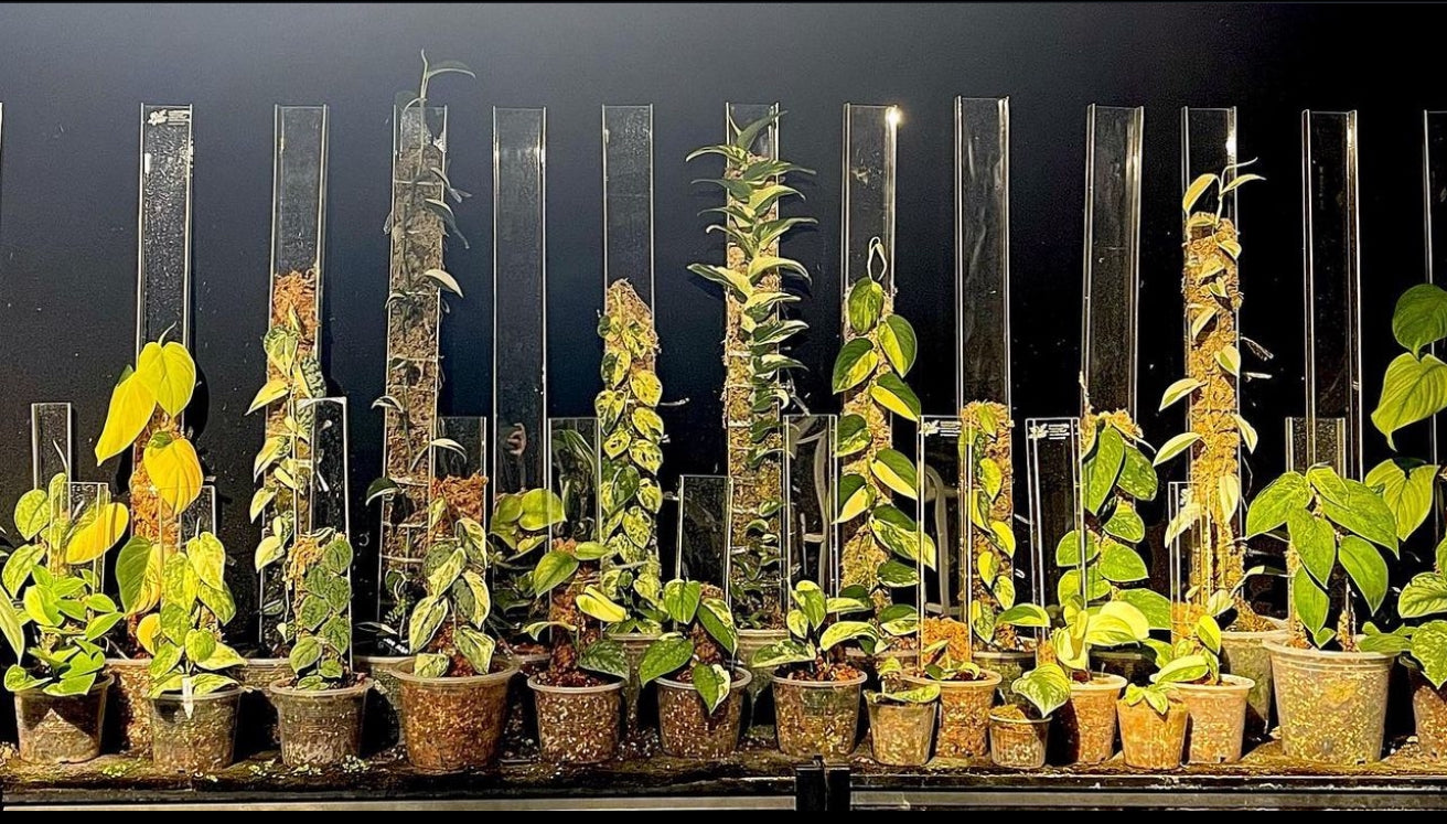 Premium Acrylic Moss Poles